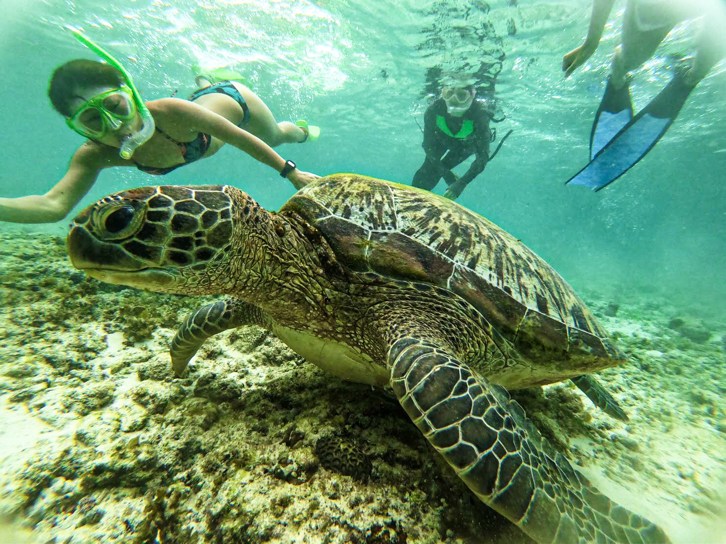 莫阿爾博阿爾鯨鯊浮潛和沙丁魚群暢遊