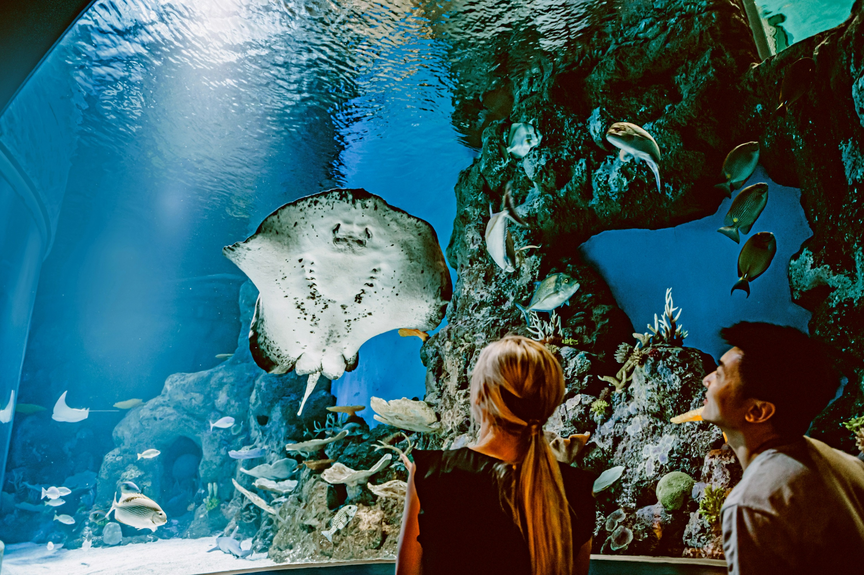 凱恩斯水族館門票