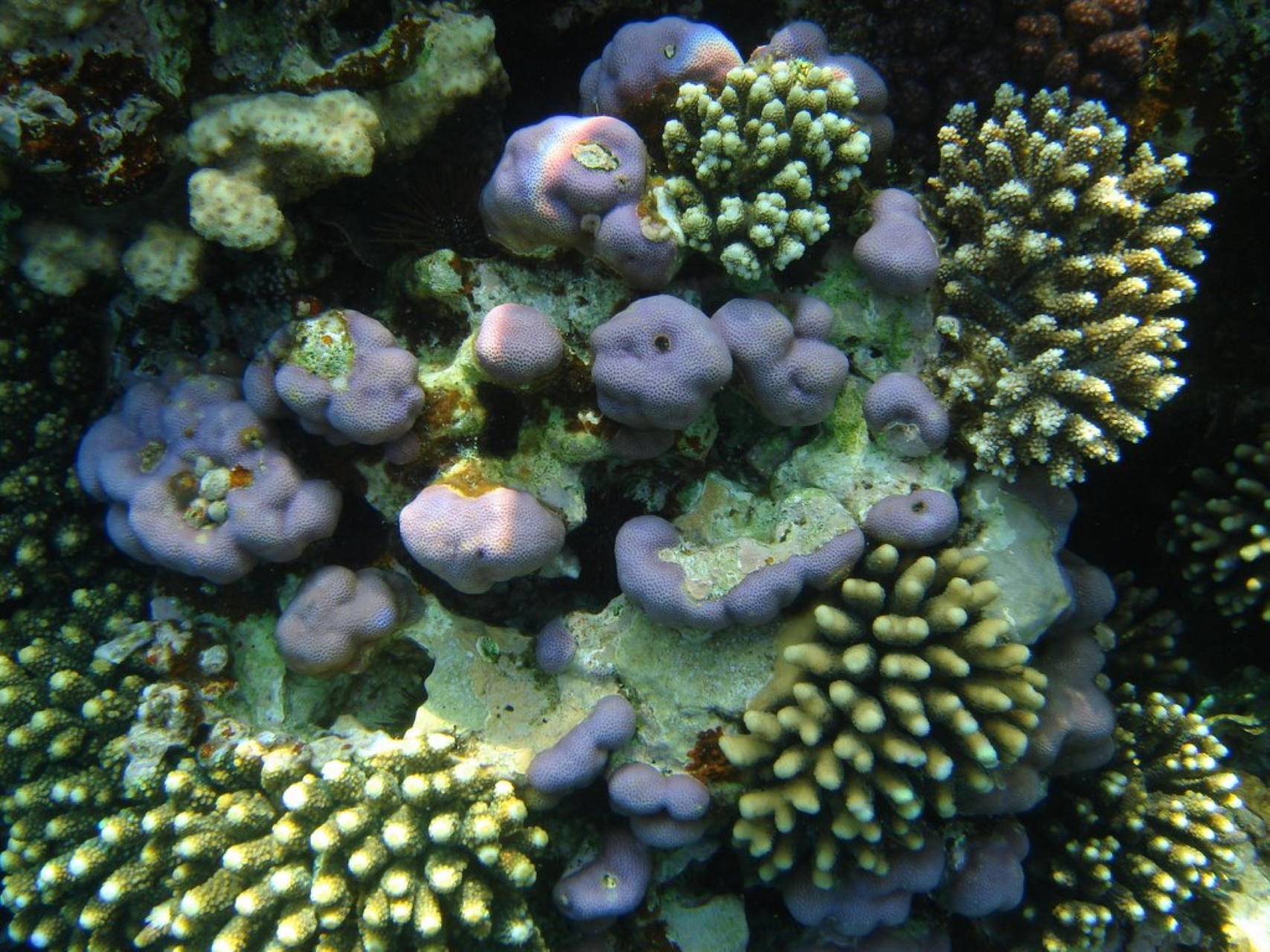 3 Pools National Park& ATV Quad Biking in dahab by Bus - Sharm El Sheikh