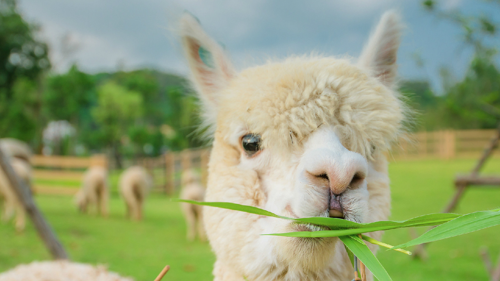 首爾近郊最萌的一日遊!與可愛草泥馬相見歡,盡情享受闔家同樂的自然探險之旅。 首爾近郊最萌的一日遊!與可愛草泥馬相見歡,盡情享受闔家同樂的自然探險之旅。