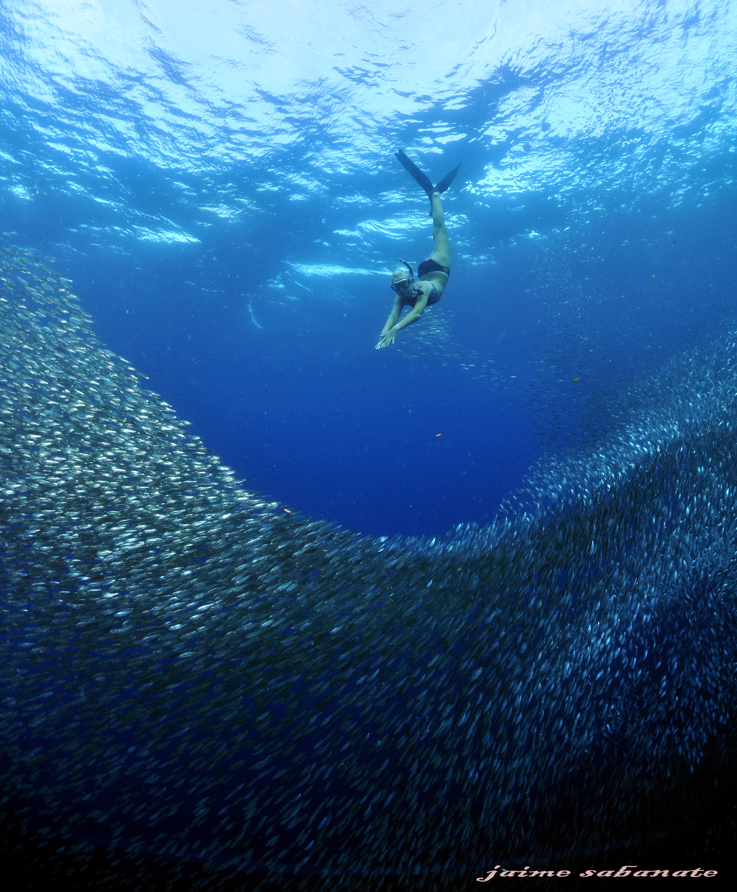 PADI 五星潛水度假村沙丁魚風暴船潛體驗