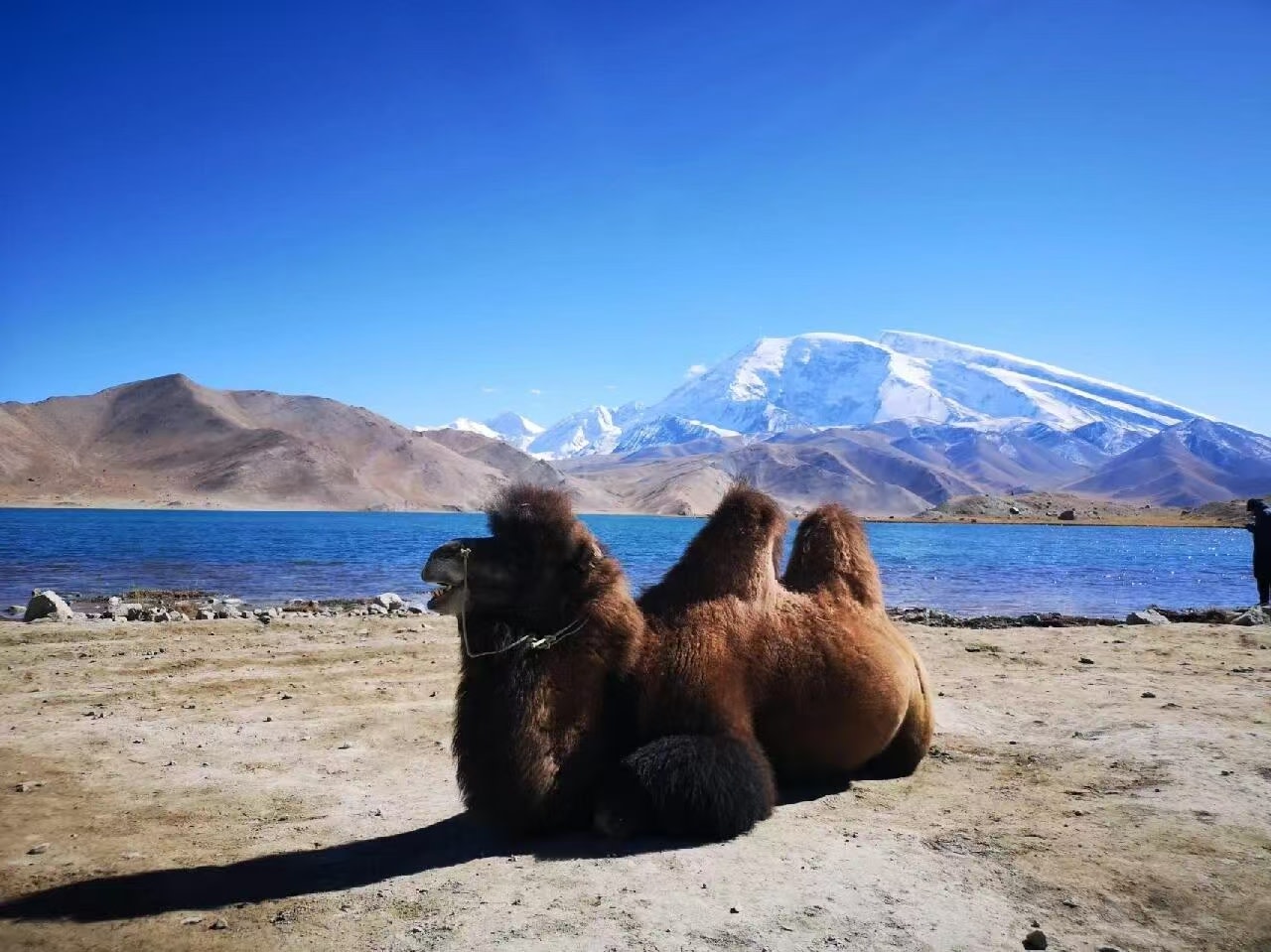 喀拉庫勒湖畔，一隻雙峰駱駝慵懶地臥在岸邊，背景是巍峨的慕士塔格峰與澄澈的湖水。藍天、雪山、湖水與駱駝構成一幅寧靜的高原畫卷，盡顯西域風情
