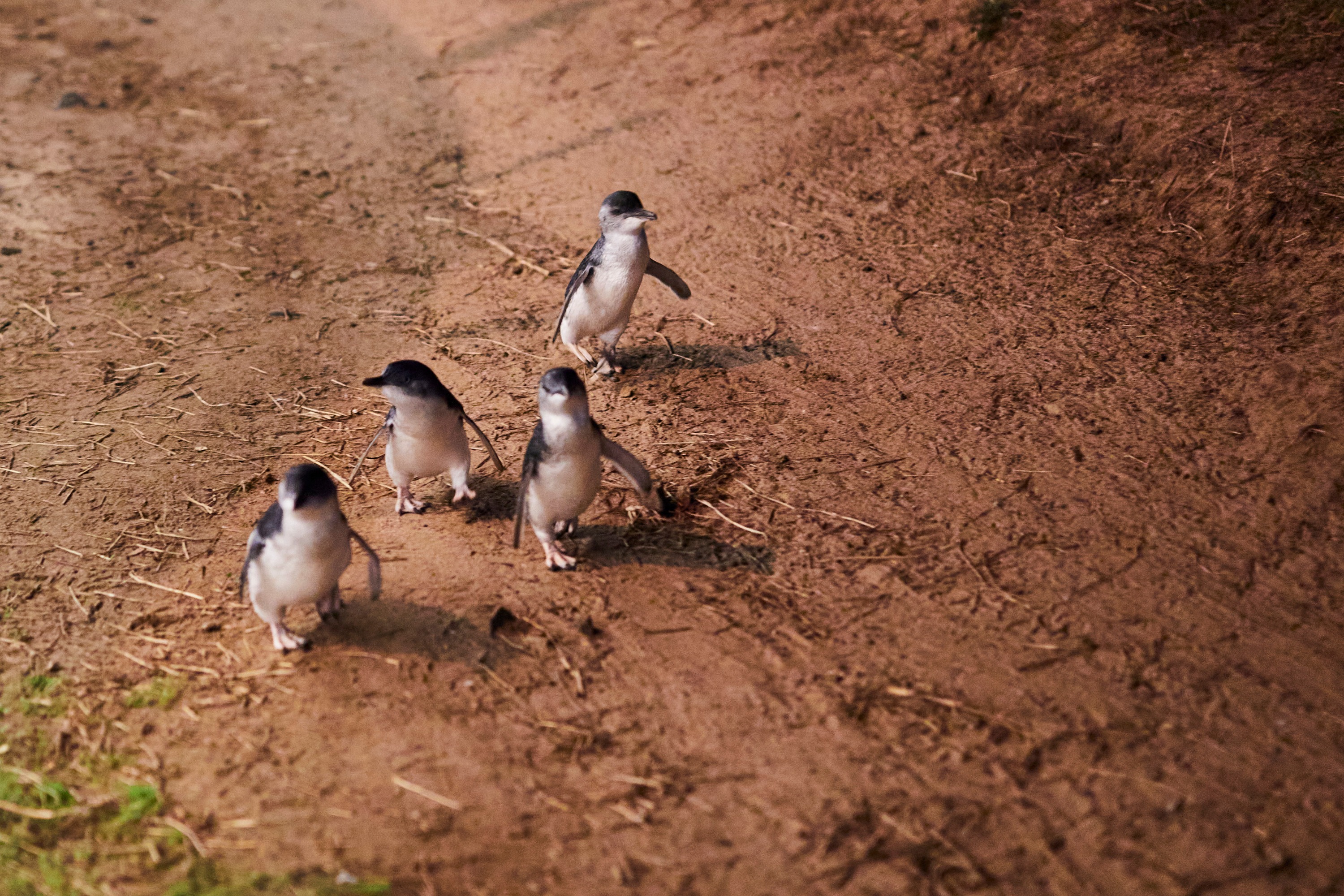 Penguin Parade, Maru Koala Animal Park & Brighton Bathing Boxes