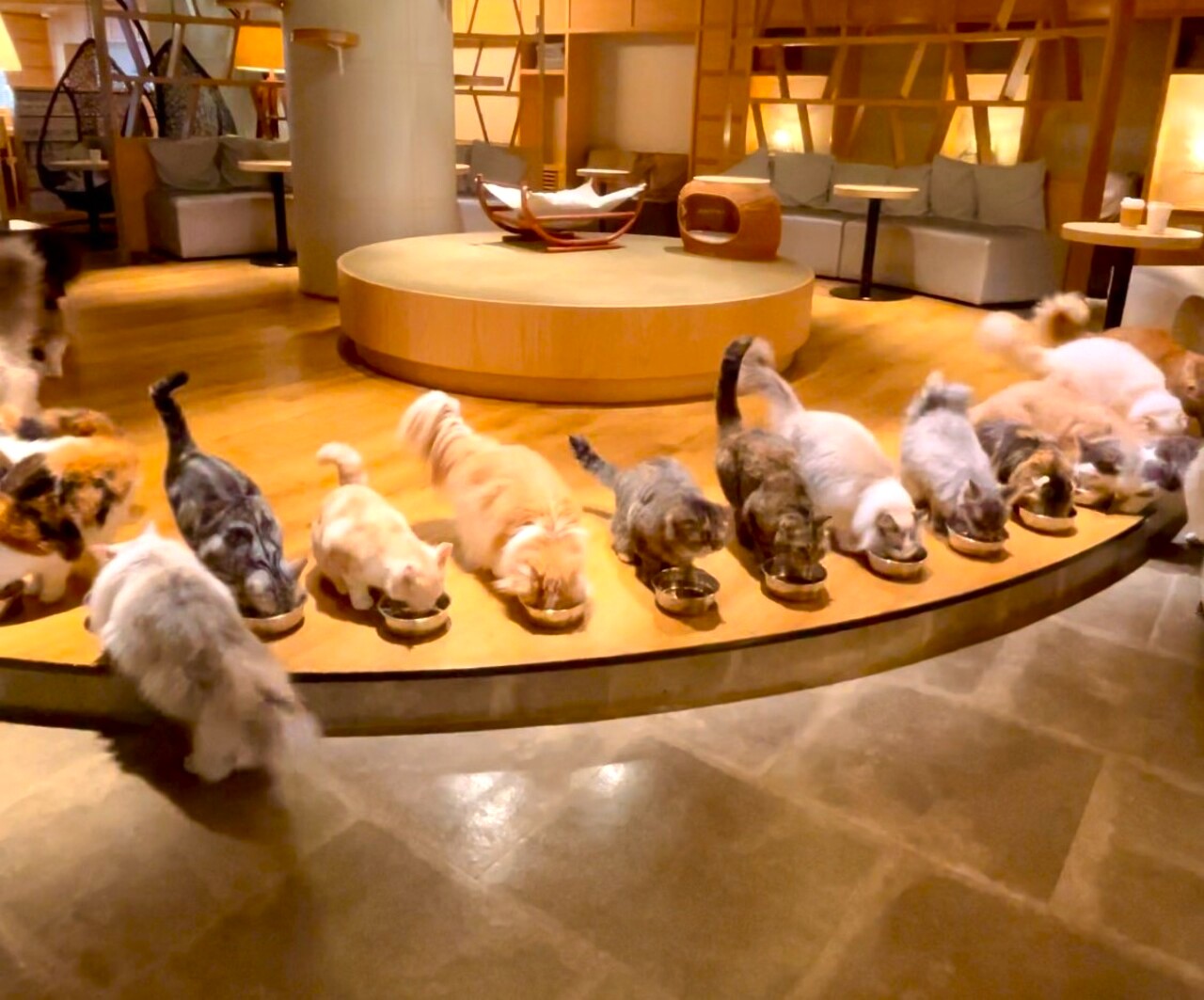 Every morning at 10:30AM, we can observe a very charming breakfast time at cat cafe.