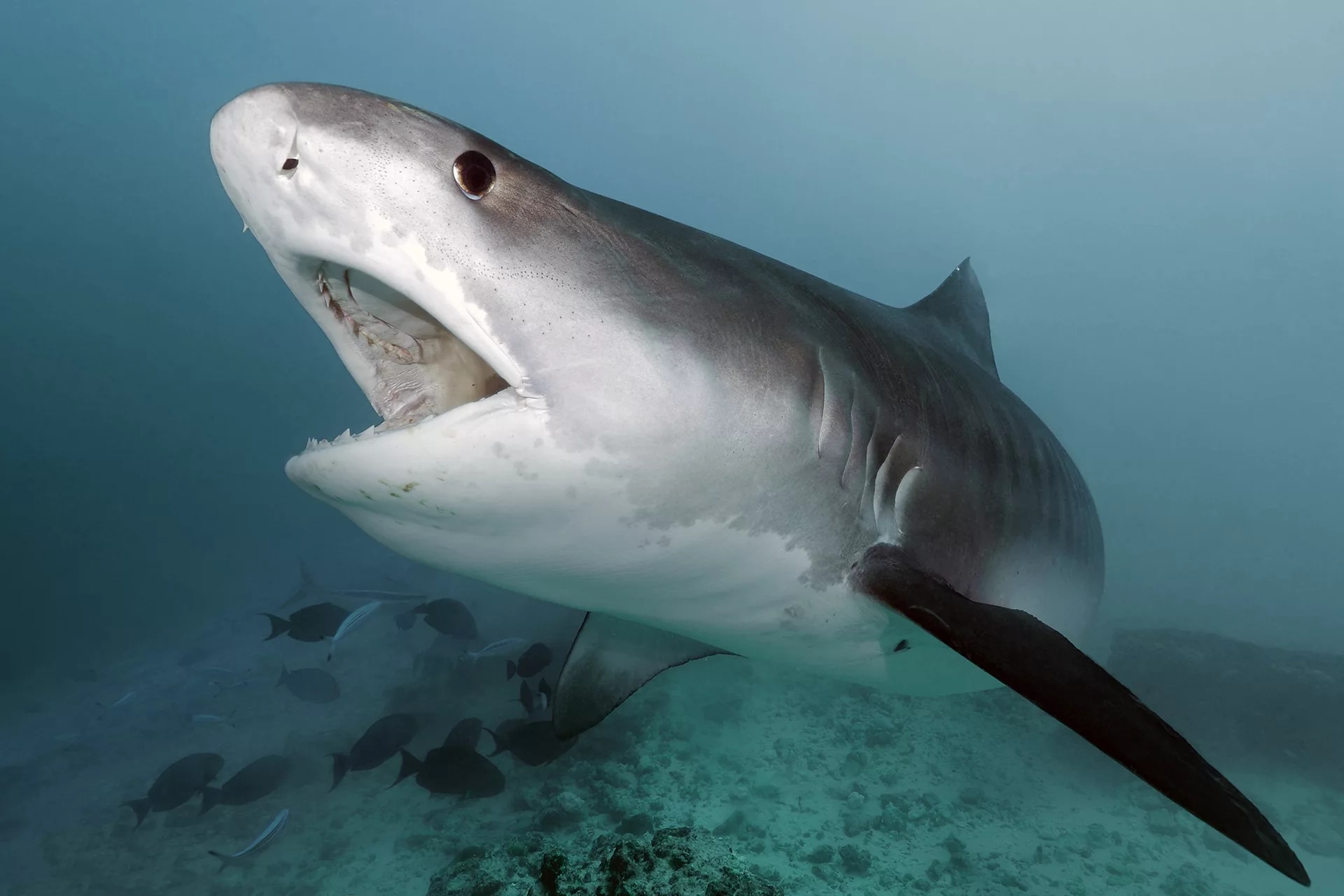 Unveiling Fuvahmulah's Secrets: Full-Day Dive Trip with PADI Center