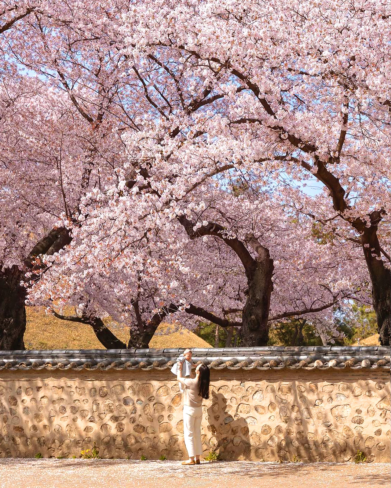 It is also known for its cherry blossoms during the season.