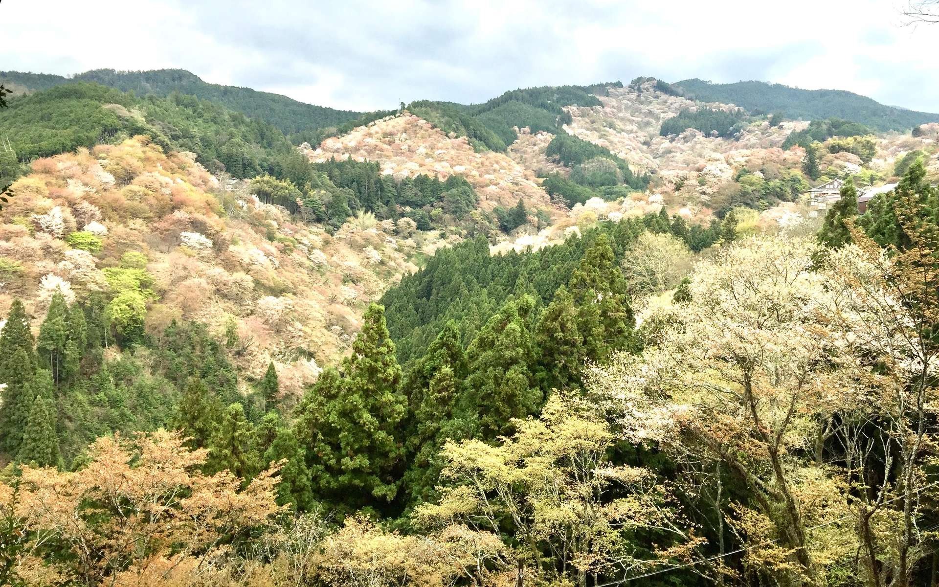 Full-Day Private Guided Tour to Yoshino