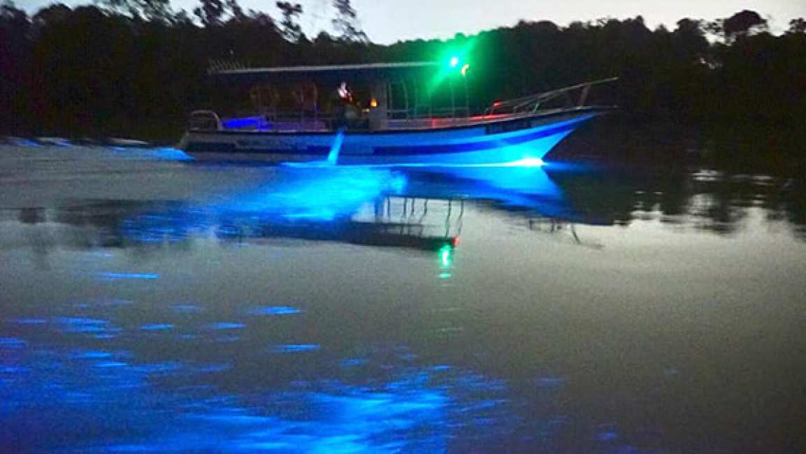 Malaysia Sky Mirror + Selangor + Fireflies + Blue Tears + Eagle + Silver Leaf Monkey Day Tour