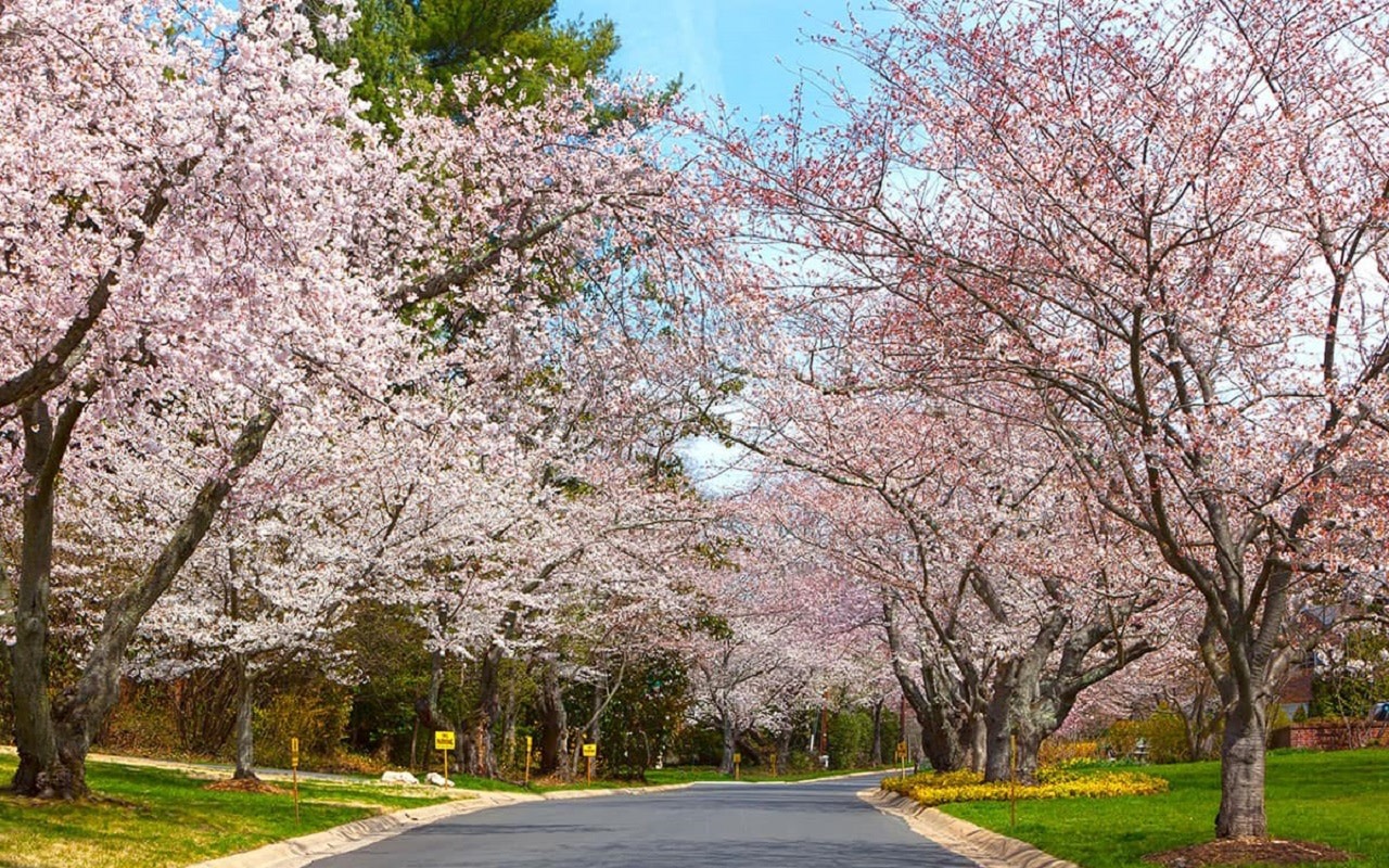 Washington D.C. Kenwood and Cherry Blossom Scenic Tour
