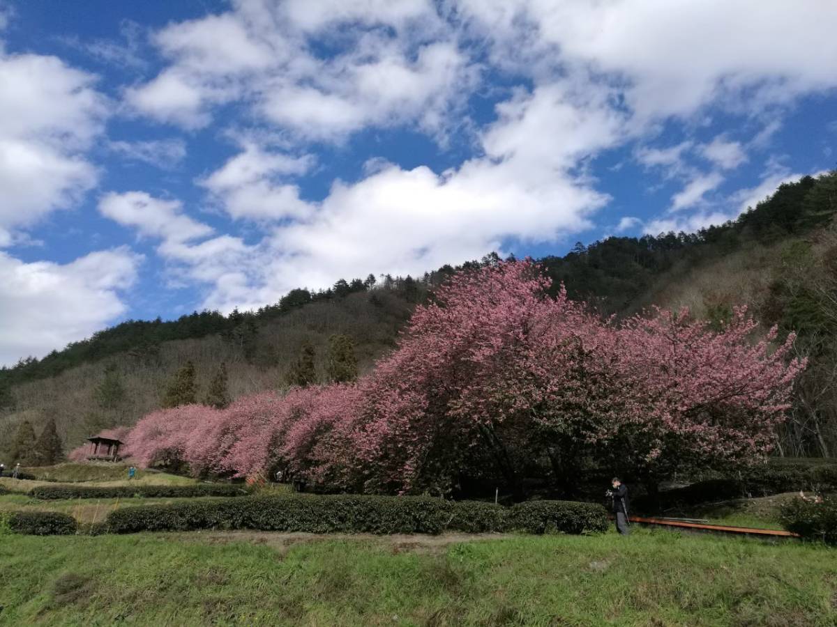 武陵農場櫻花季一日遊