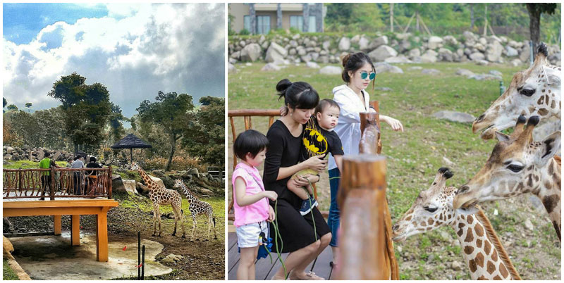 野生動物 & 布羅莫火山家庭之旅（兒童友好）