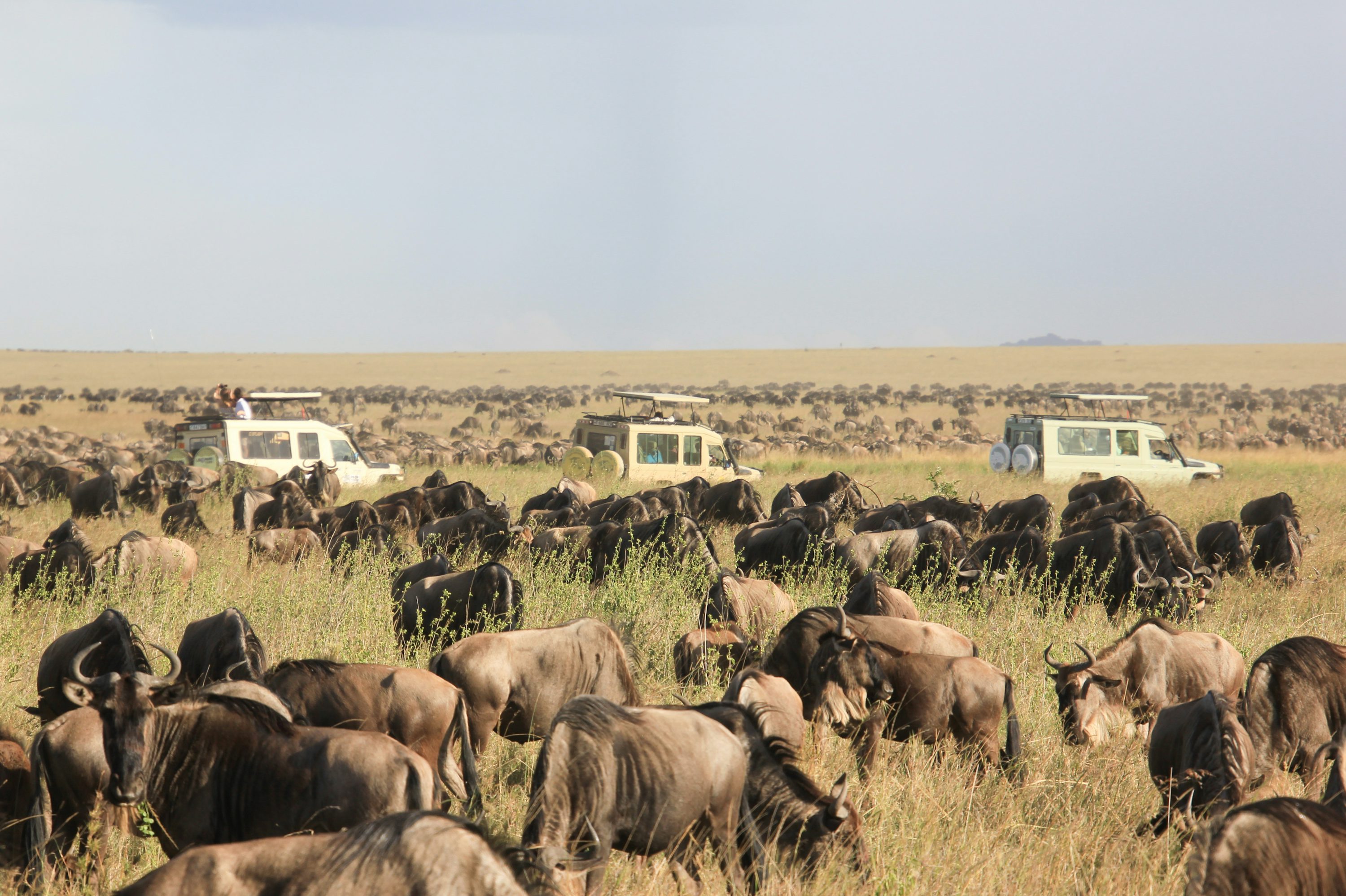 Masai Mara Travel & Lake Nakuru National Park Multi-day Safari & Small Group Tour