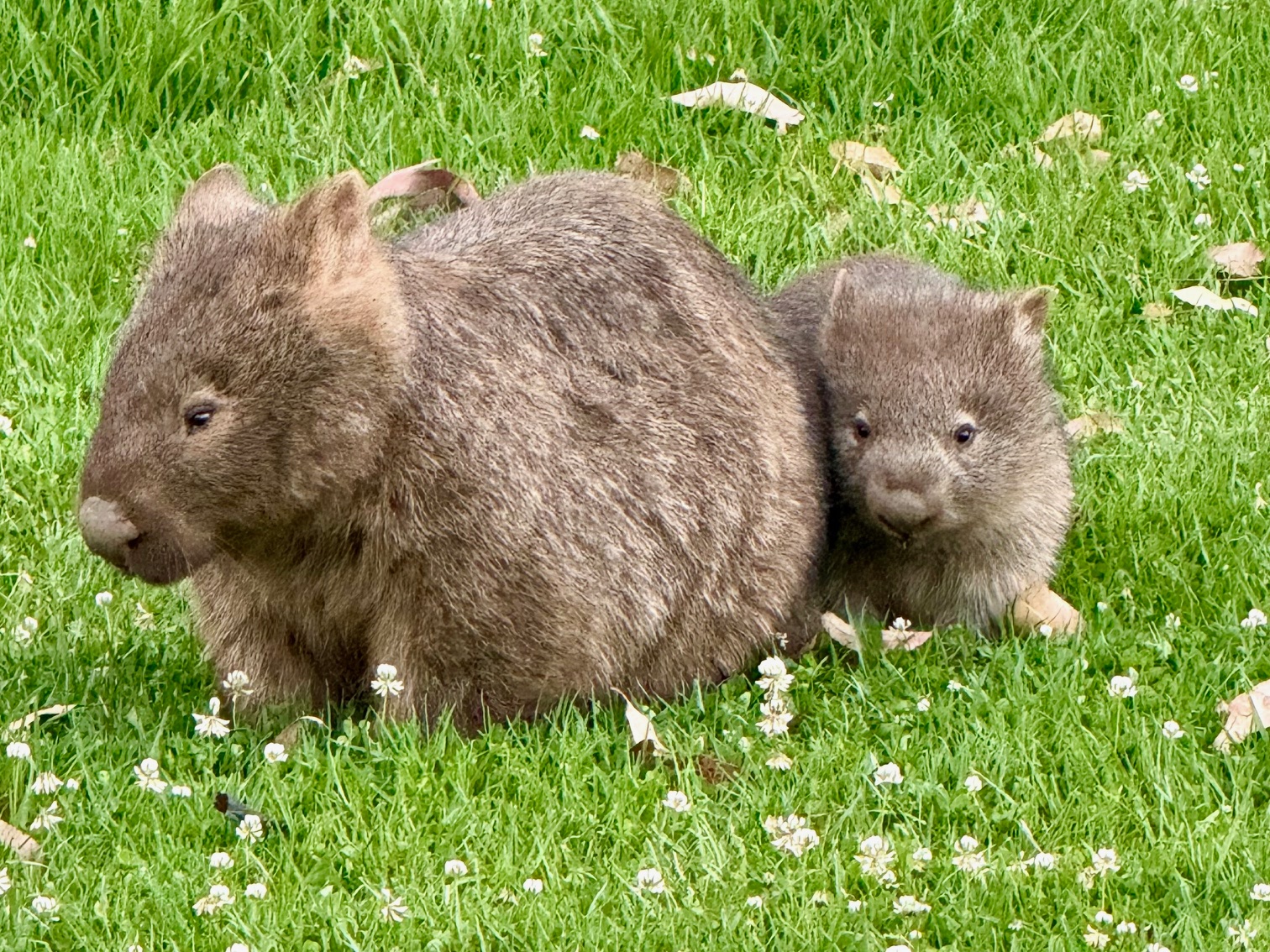 Wild Wombats, Kangaroos, and Waterfalls Tour all inclusive