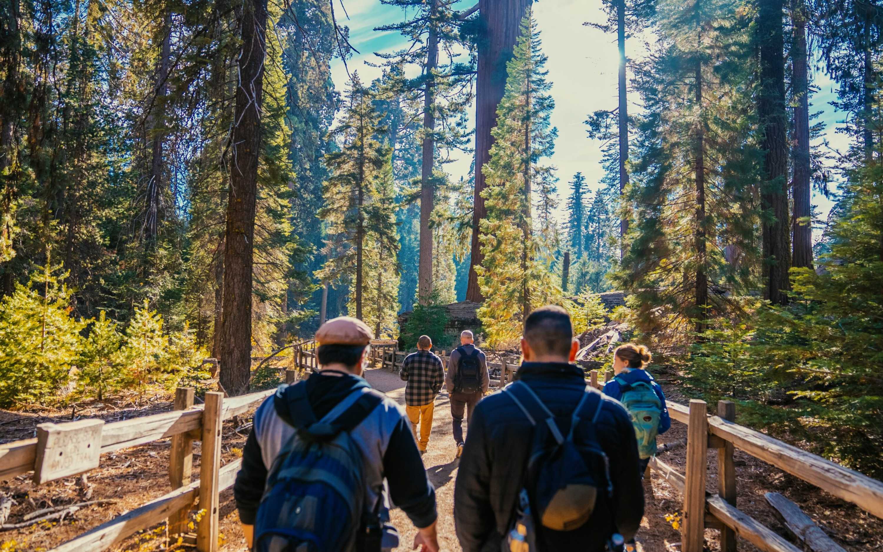 行程參與者將在茂密的巨型紅木林中,享受由導遊帶領的漫步體驗。 行程參與者將在茂密的巨型紅木林中,享受由導遊帶領的漫步體驗。