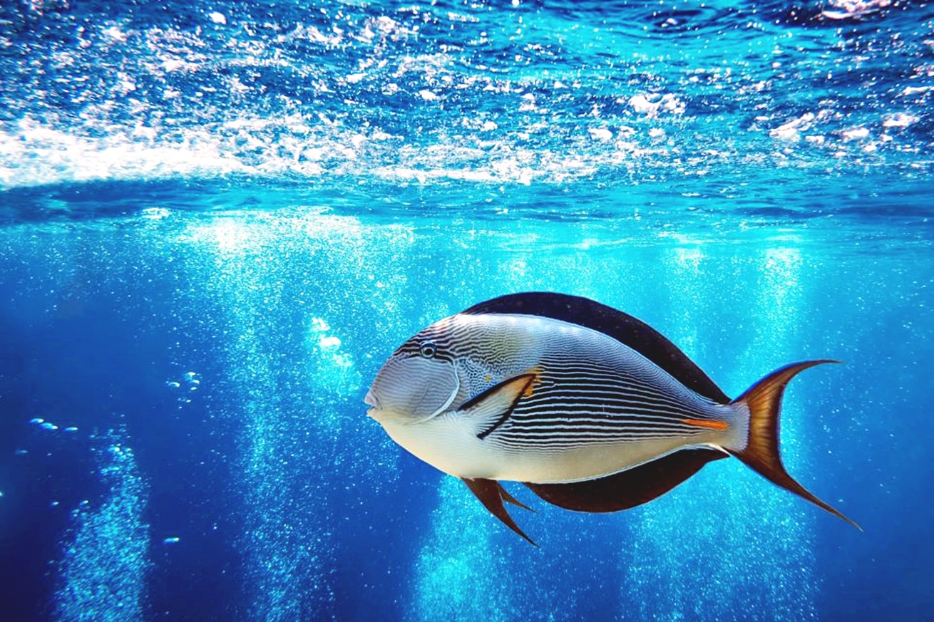 從洪加達出發的橙灣浮潛及午餐一日遊