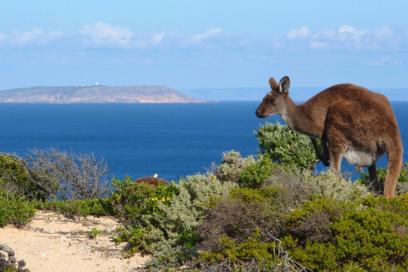 3-Day Coastal Wilderness Tour in Southern Yorke Peninsula