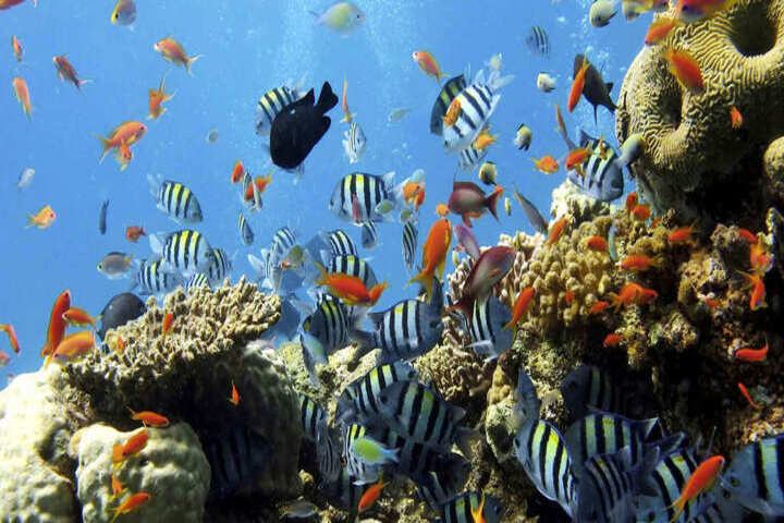 coral-reef-sharm-elnaga-hurghada