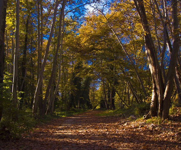 ATH21. Private Tour in the Chestnut Forest of Steni Evia
