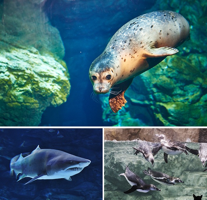 一山韓華 Aqua Planet 水族館門票