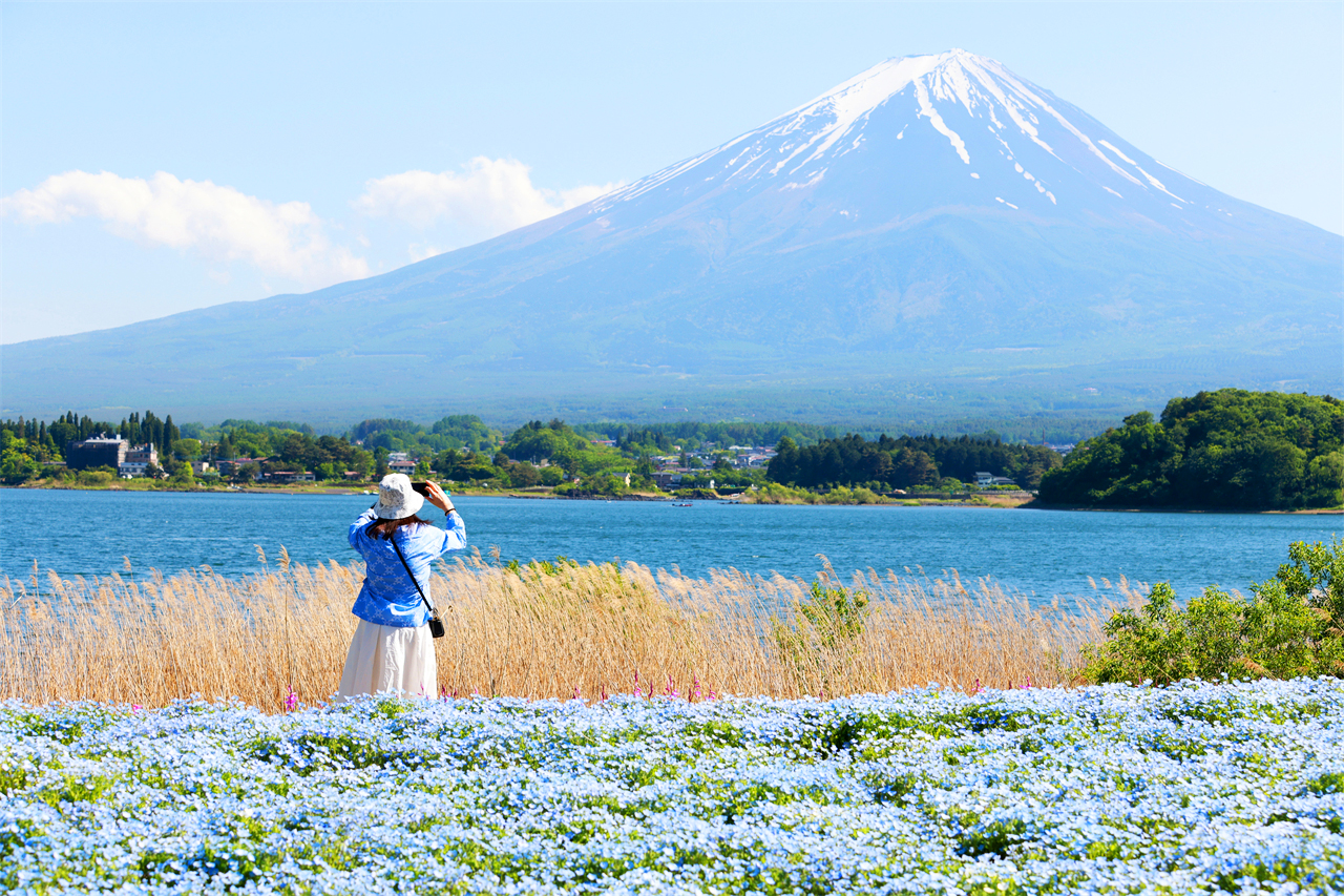 富士山探索之旅-新倉山淺間公園·天梯小鎮·忍野八海·河口湖大石公園·西湖療愈里根場一日遊