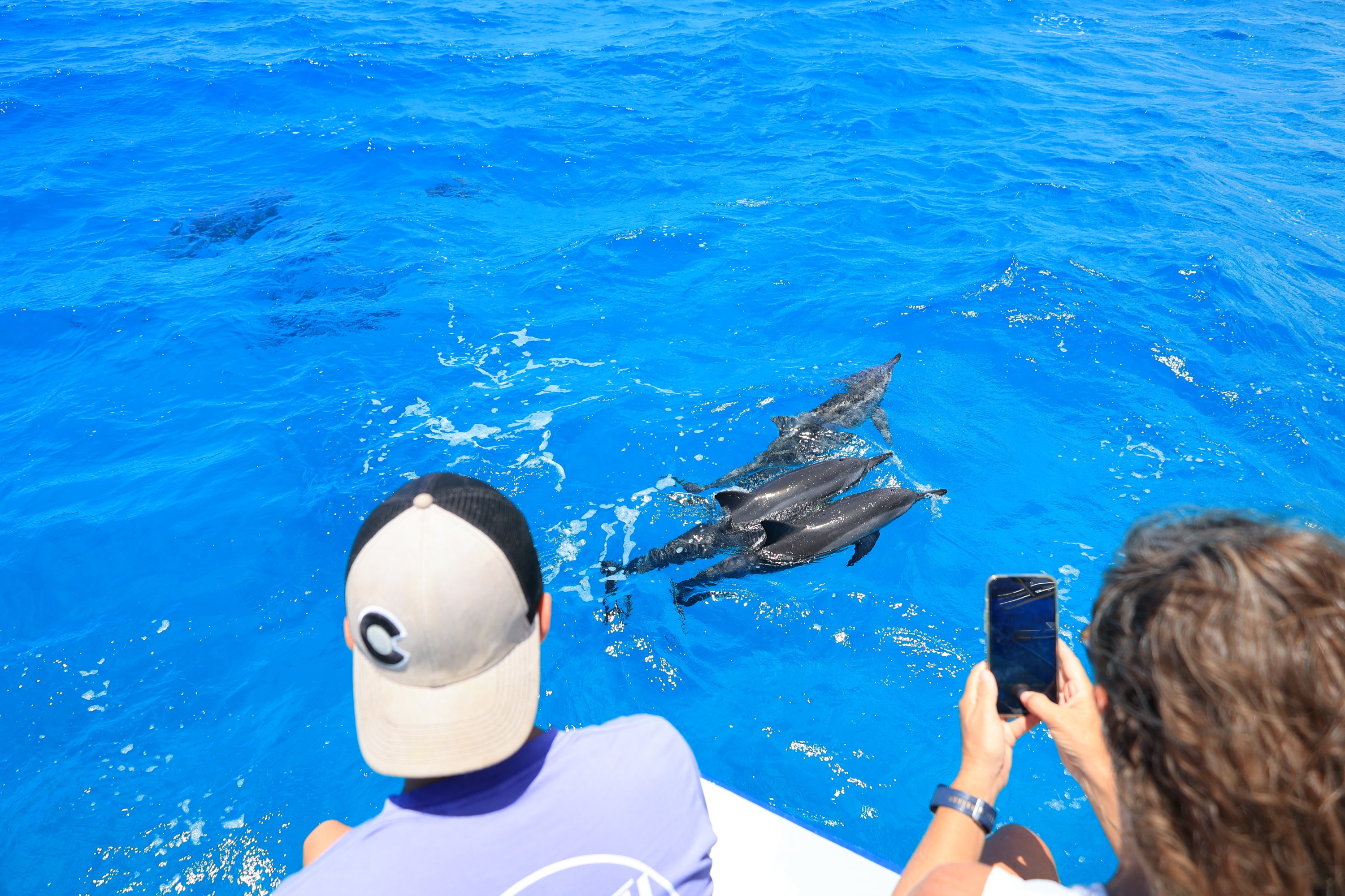 科納浮潛 & 海豚觀賞之旅