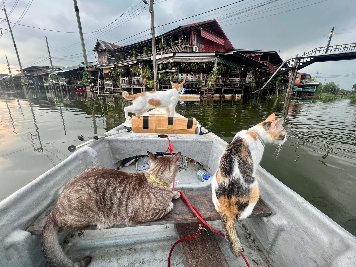 [易遊網獨家] 曼谷日落雙體帆船之旅 (MyProGuide)