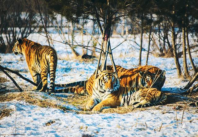 哈爾濱私家1日遊 | 東北虎林園&伏爾加莊園