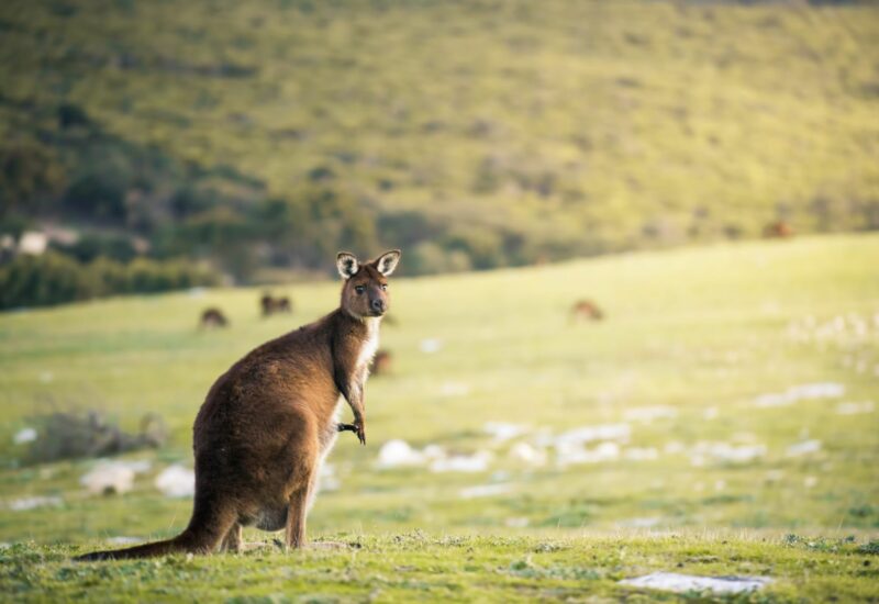 3D2N Kangaroo Island Adventure Tour