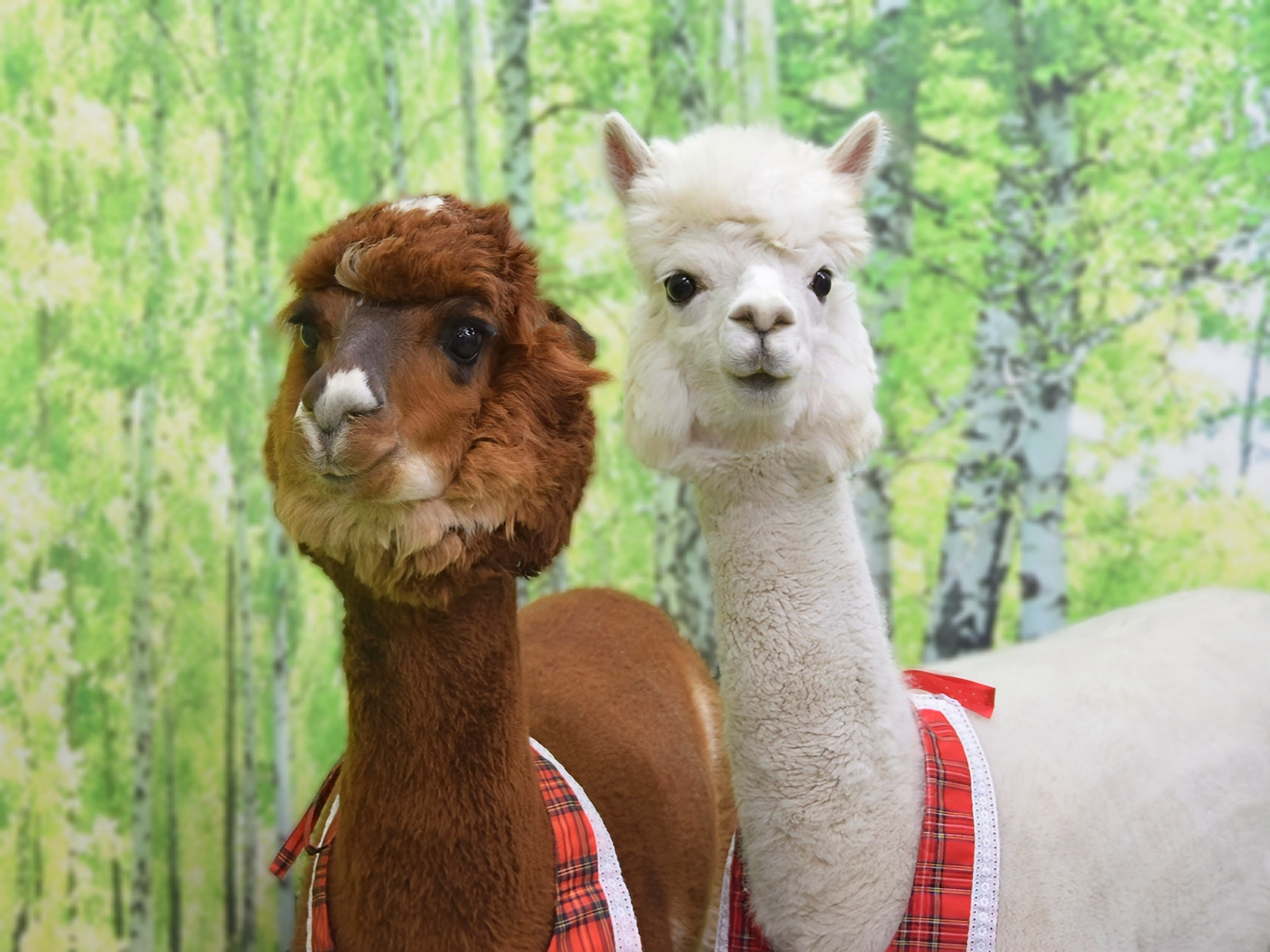 Alpaca fureai land