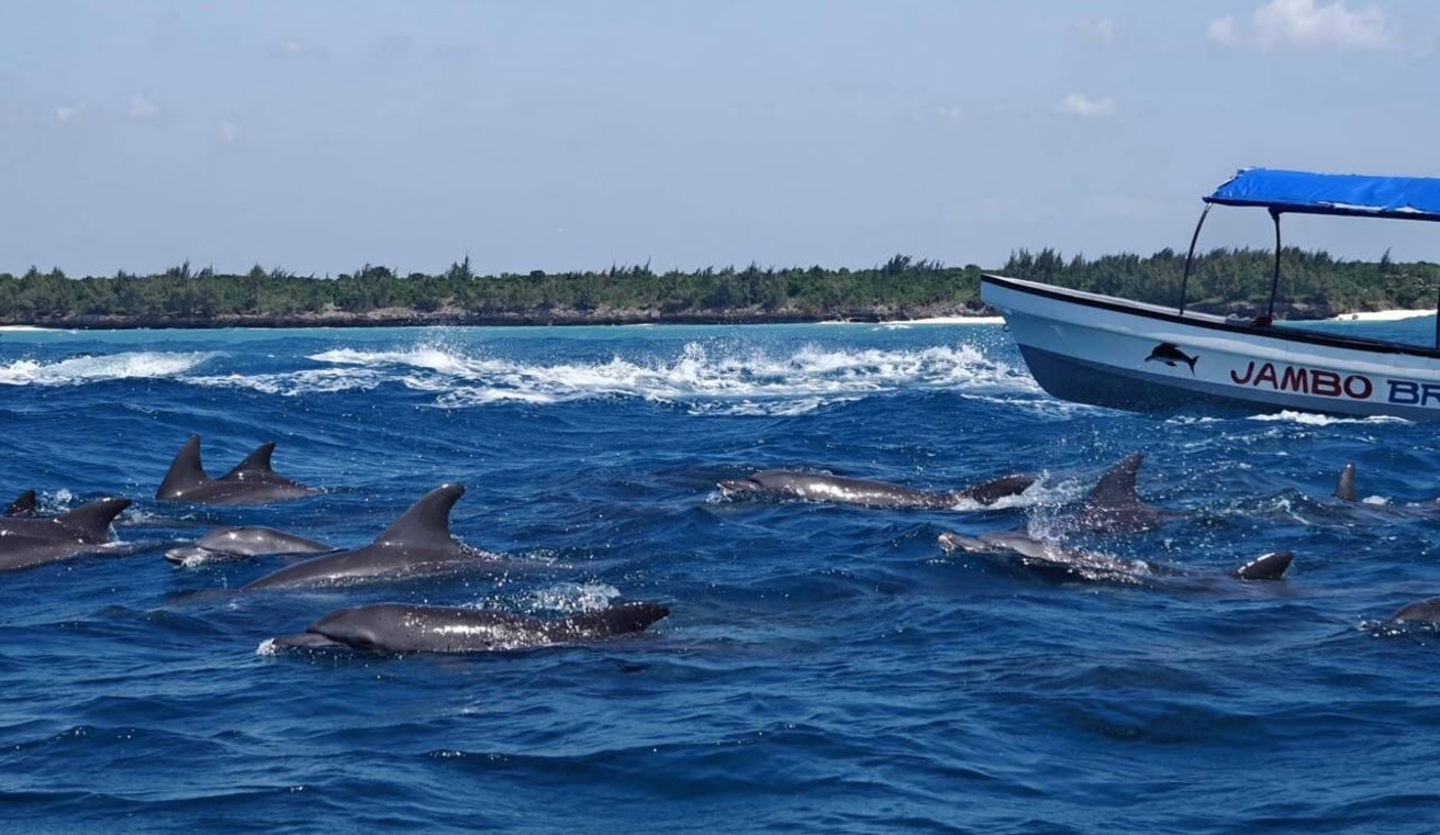 Mnemba island snorkeling tours & Dolphin Tours Zanzibar私人 & 賞海豚體驗半天遊