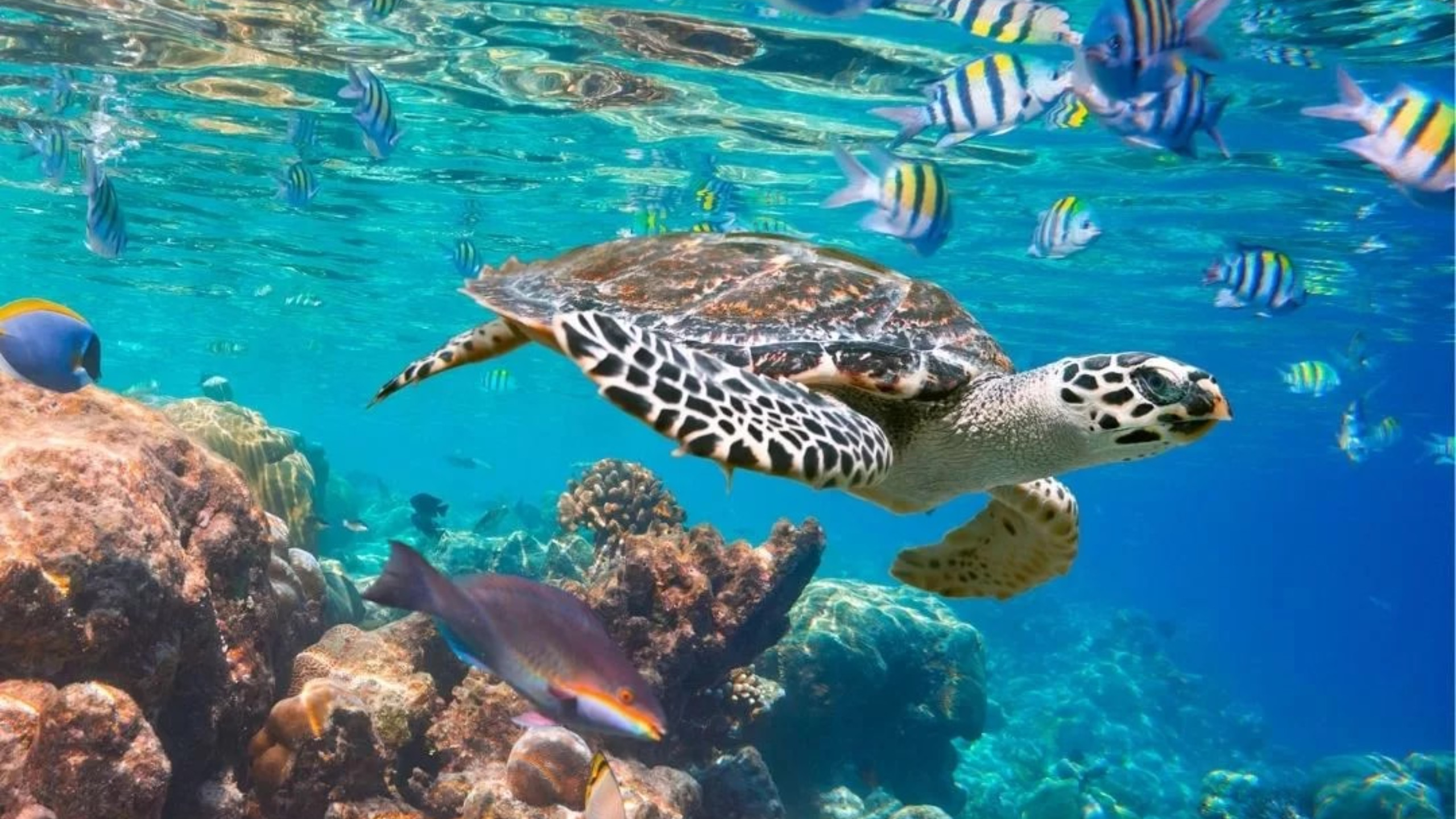 Jump into the Beauty: Tulamben & Padang Bai with PADI 5* Dive Center