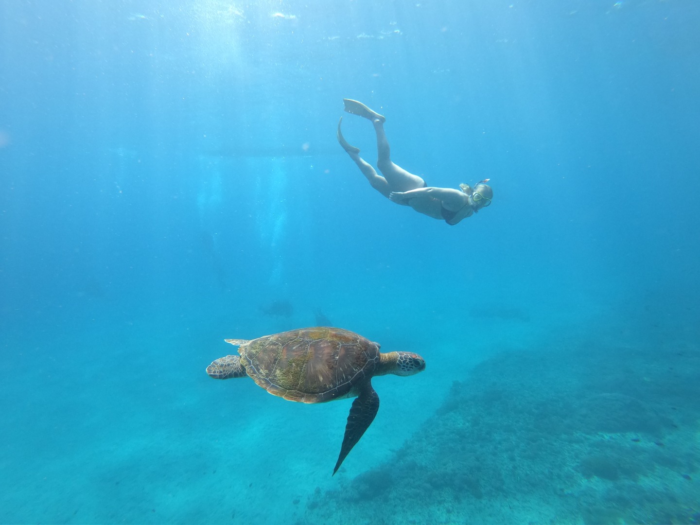 藍夢島 & 珀尼達島水肺潛水體驗（潛水認證）