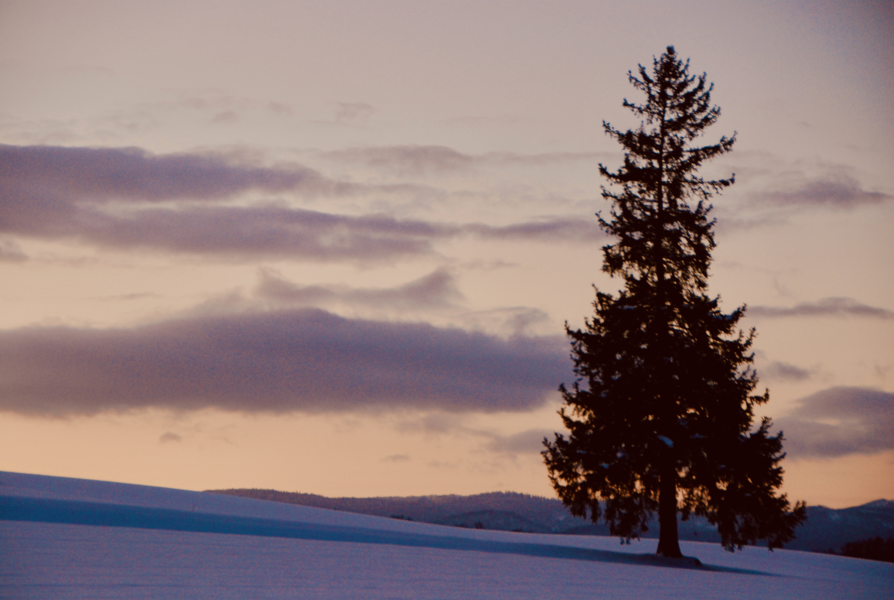 黃昏時分，剪影與餘暉把“聖誕”的意象點亮。