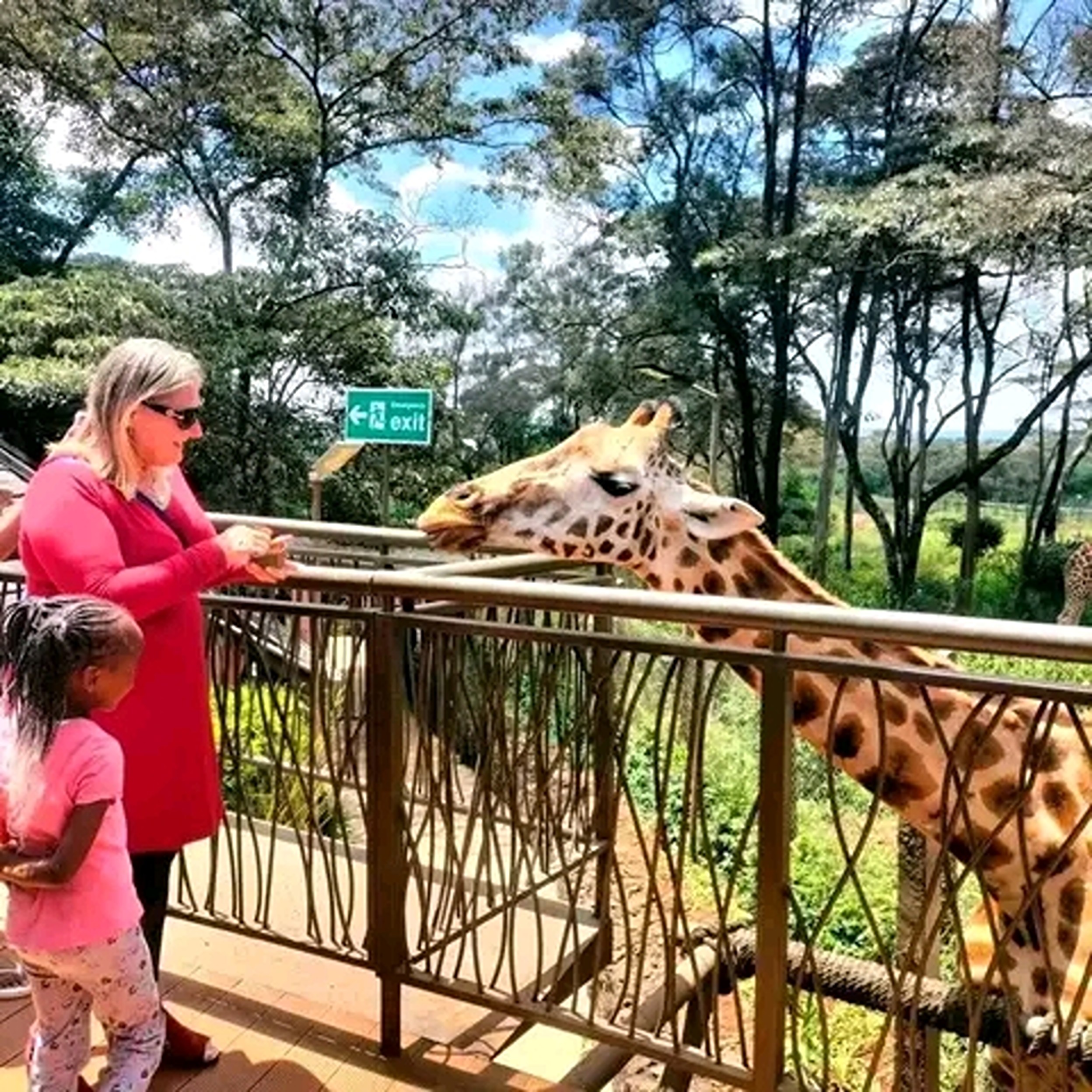 Mombasa: Giraffes Feeding Experience At Haller Park. 