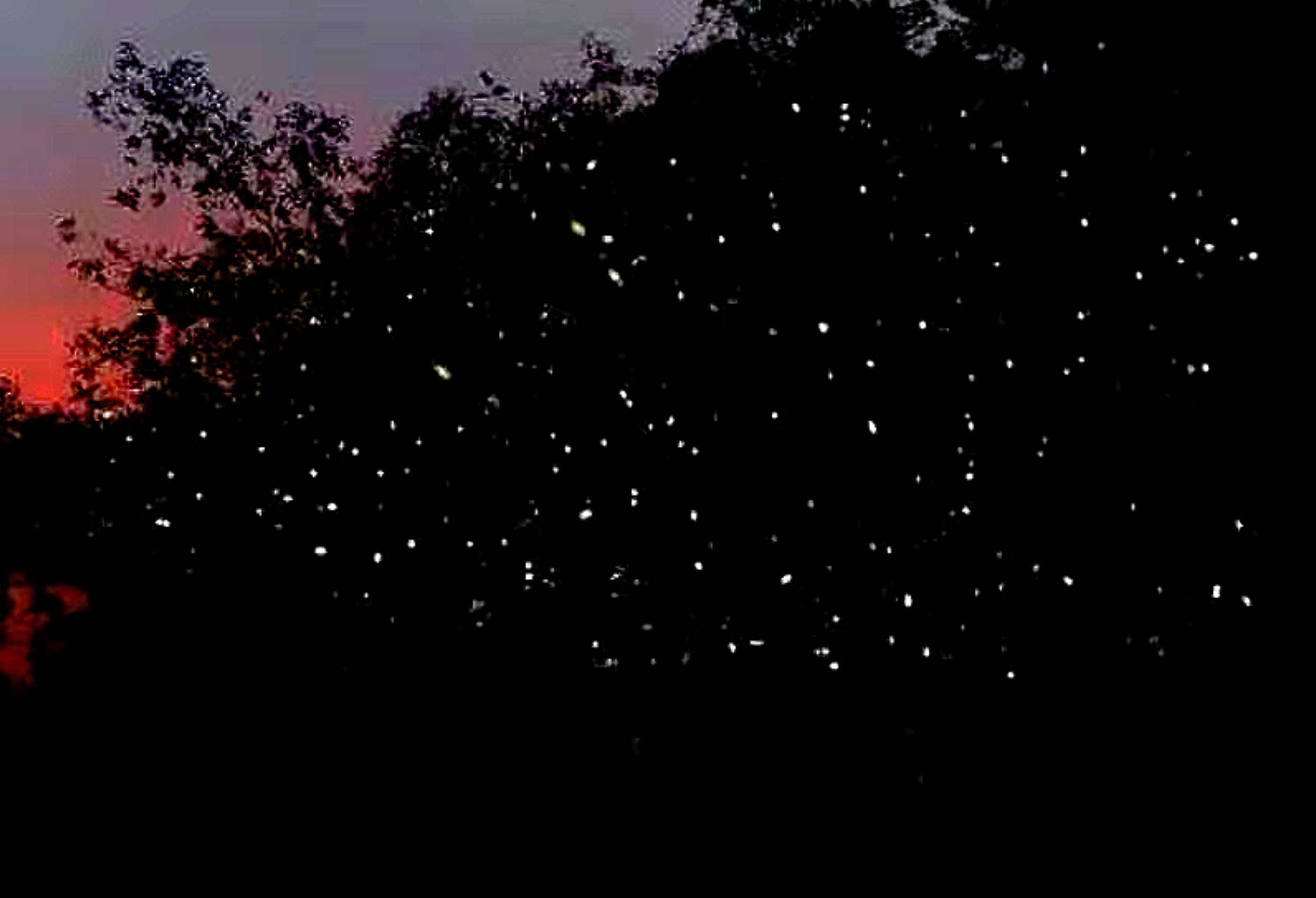 Marvel at the majestic fireflies with your guide