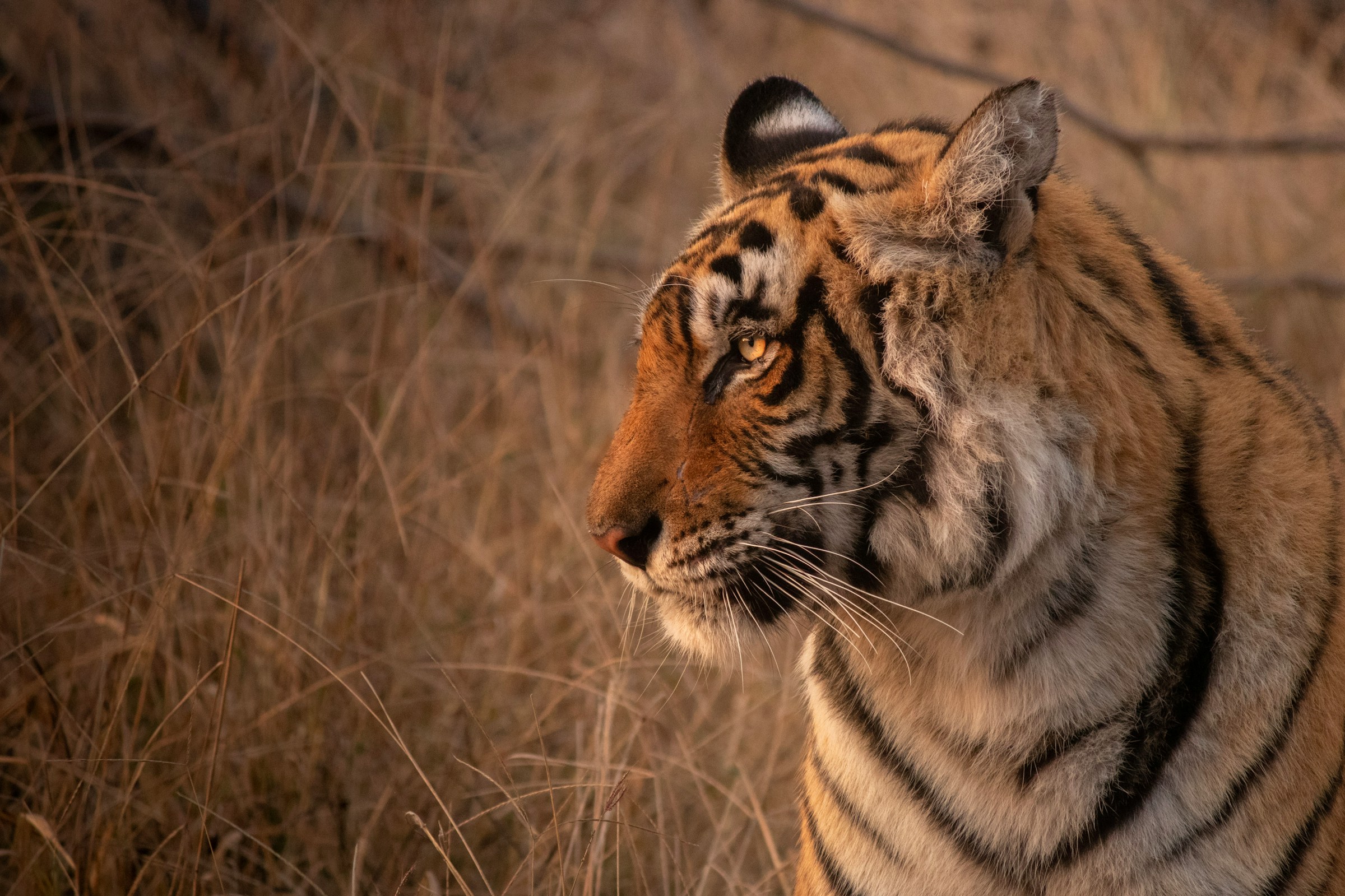 08 Days Ranthambore With Golden Triangle Tour with 5-Stars Hotels 