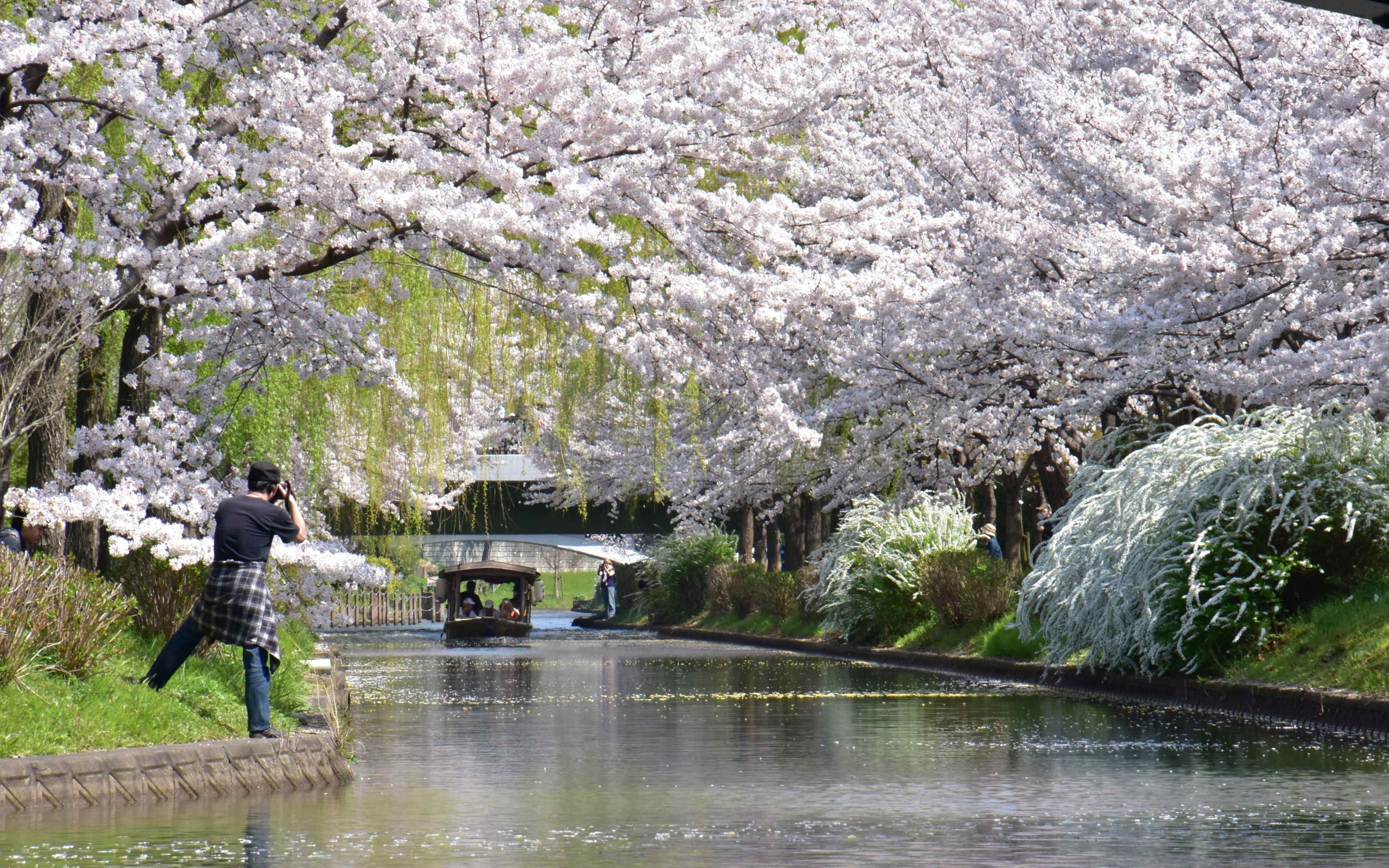 Kyoto Cherry Blossom Day Trip: Fushimi Jikkokubune Boat Ride, Sewaritei Cherry Blossom Tunnel, and Daigo-ji Temple (Departing from Osaka and Kyoto)