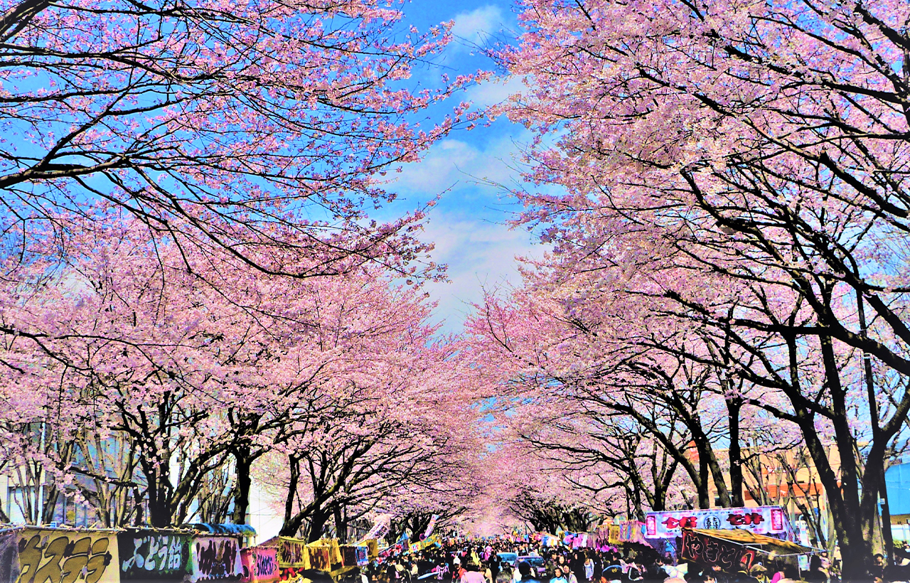 每年春季櫻花盛開時,上野公園都會吸引超過 200 萬遊客,其中大部分遊客都會聚集在靠近上野動物園入口的主幹道上。這個區域大約有整個公園一半的櫻花。 每年春季櫻花盛開時,上野公園都會吸引超過 200 萬遊客,其中大部分遊客都會聚集在靠近上野動物園入口的主幹道上。這個區域大約有整個公園一半的櫻花。