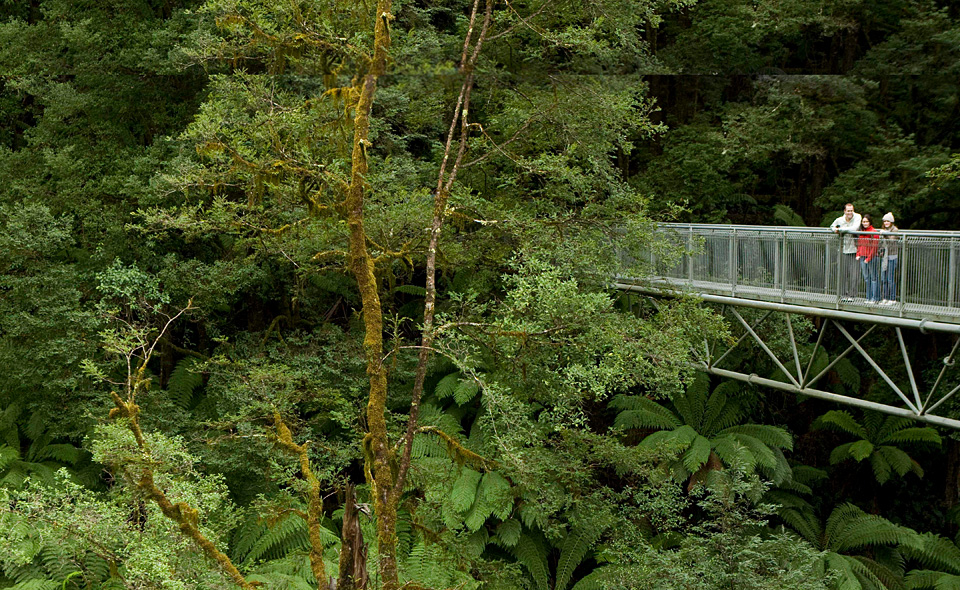 Otway Fly Treetops Walk Entry Ticket