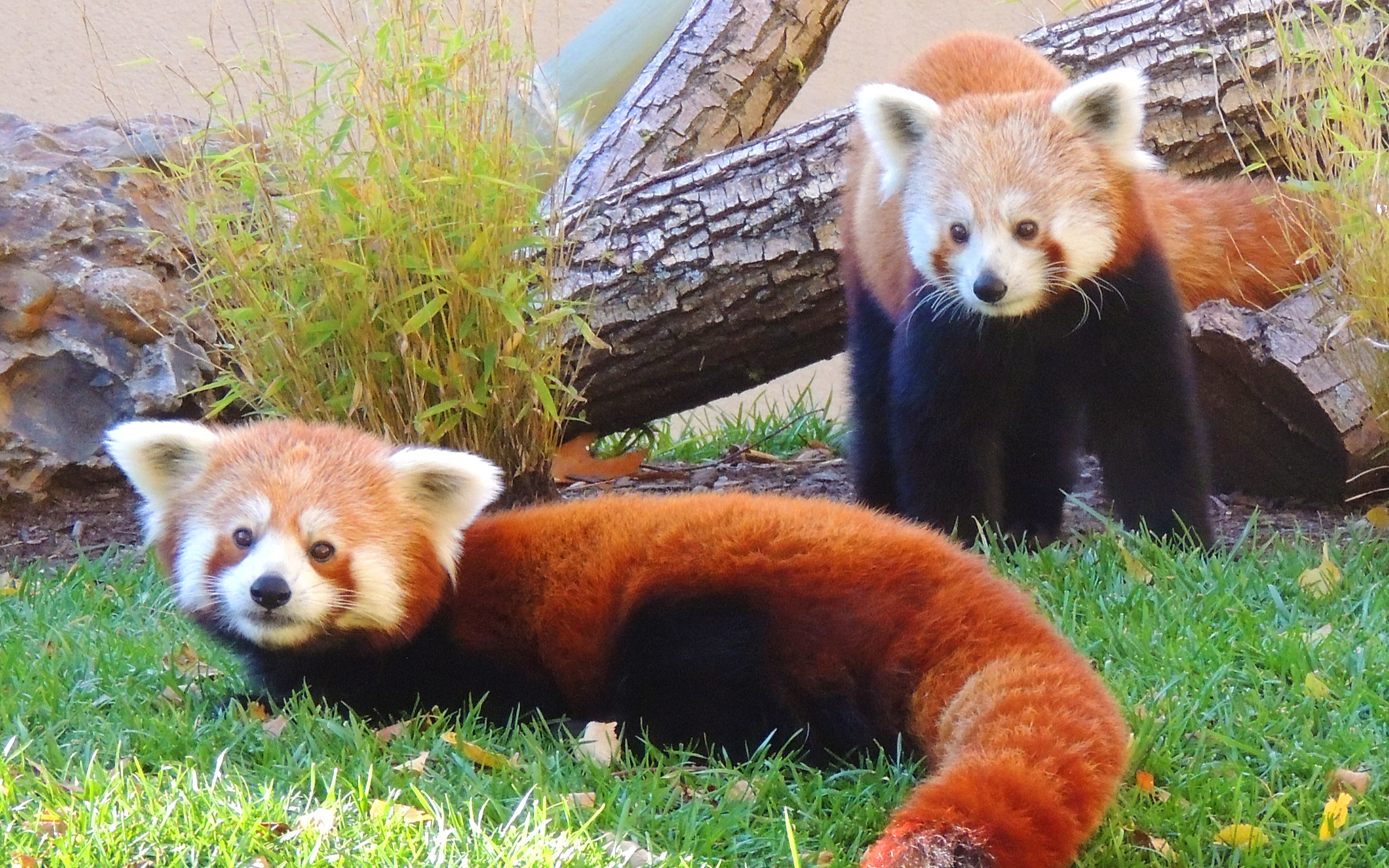 在波士頓歷史悠久、充滿活力的富蘭克林公園動物園,與不可思議的動物相遇,探索風景優美的園區。 在波士頓歷史悠久、充滿活力的富蘭克林公園動物園,與不可思議的動物相遇,探索風景優美的園區。