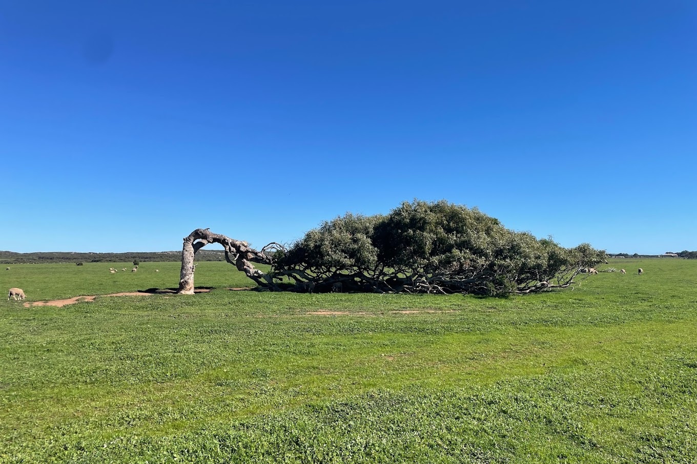 在格里諾,驚歎於迎風屹立的孤獨桉樹——傾斜樹 在格里諾,驚歎於迎風屹立的孤獨桉樹——傾斜樹