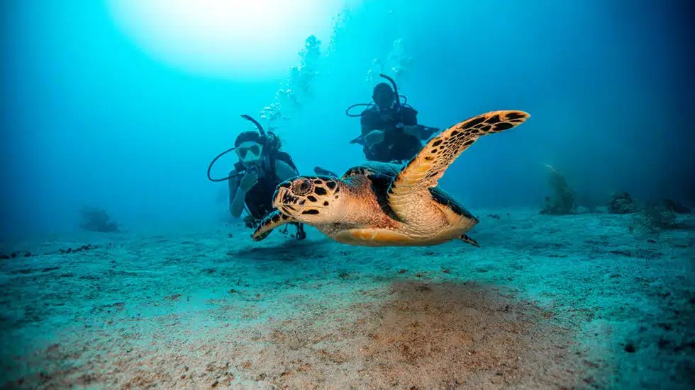 麥克坦島 PADI 五星潛水中心超值潛水課程