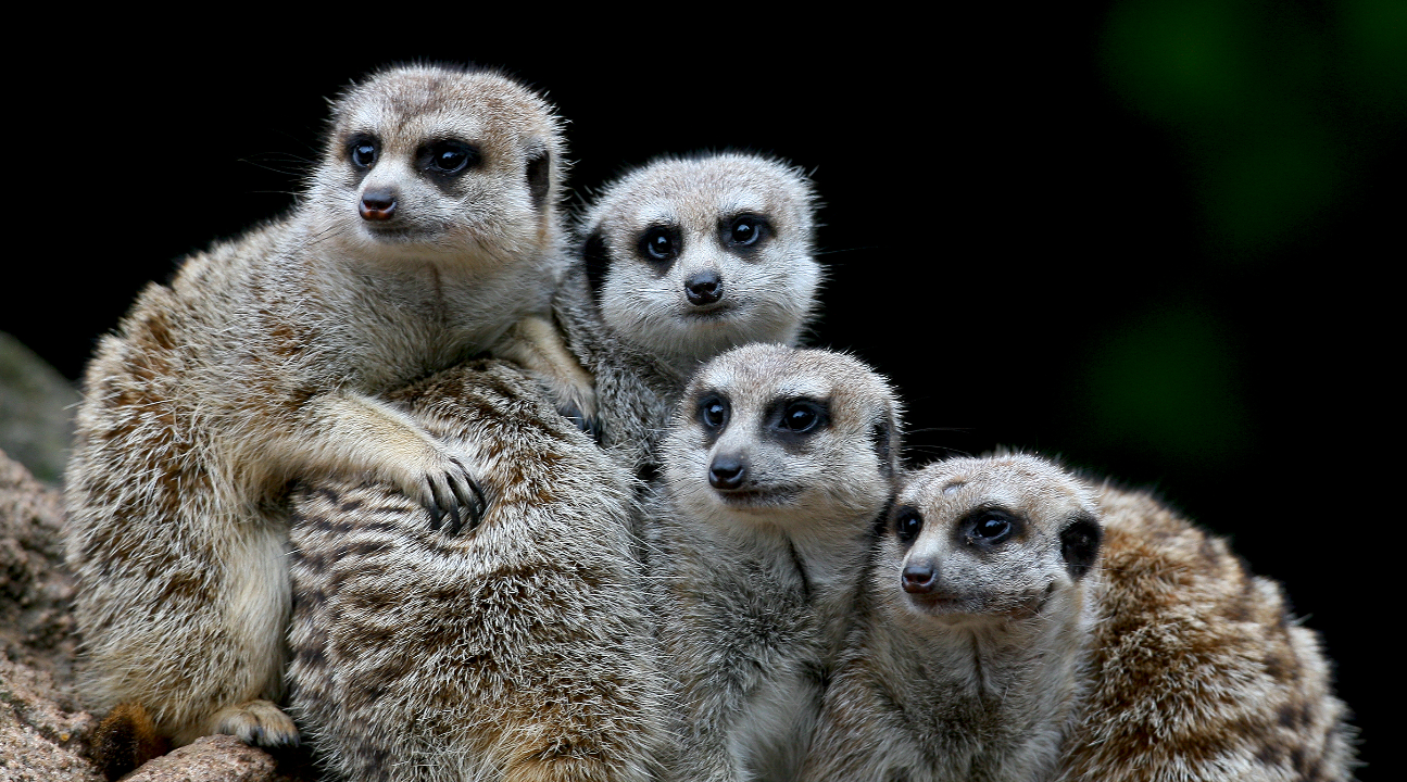 墨爾本動物園袋鼠互動體驗