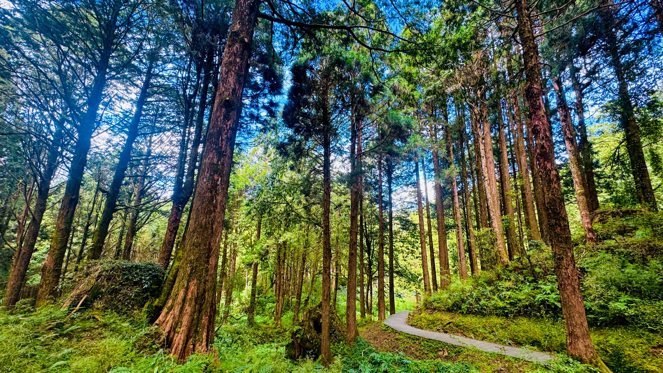 Classic 5-Day Deep Taiwan Tour - Jiufen & National Palace Museum & Sun Moon Lake & Alishan & Taipei 101