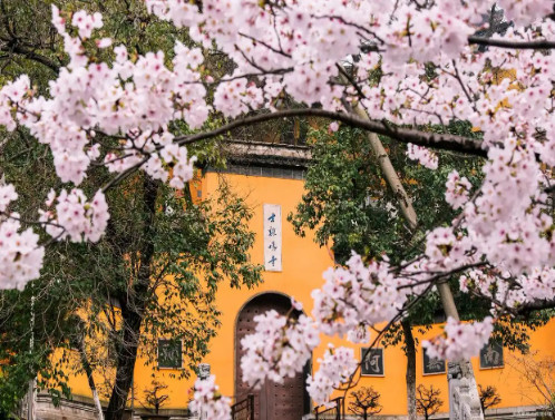 Nanjing City Cherry Blossom Chartered Tour