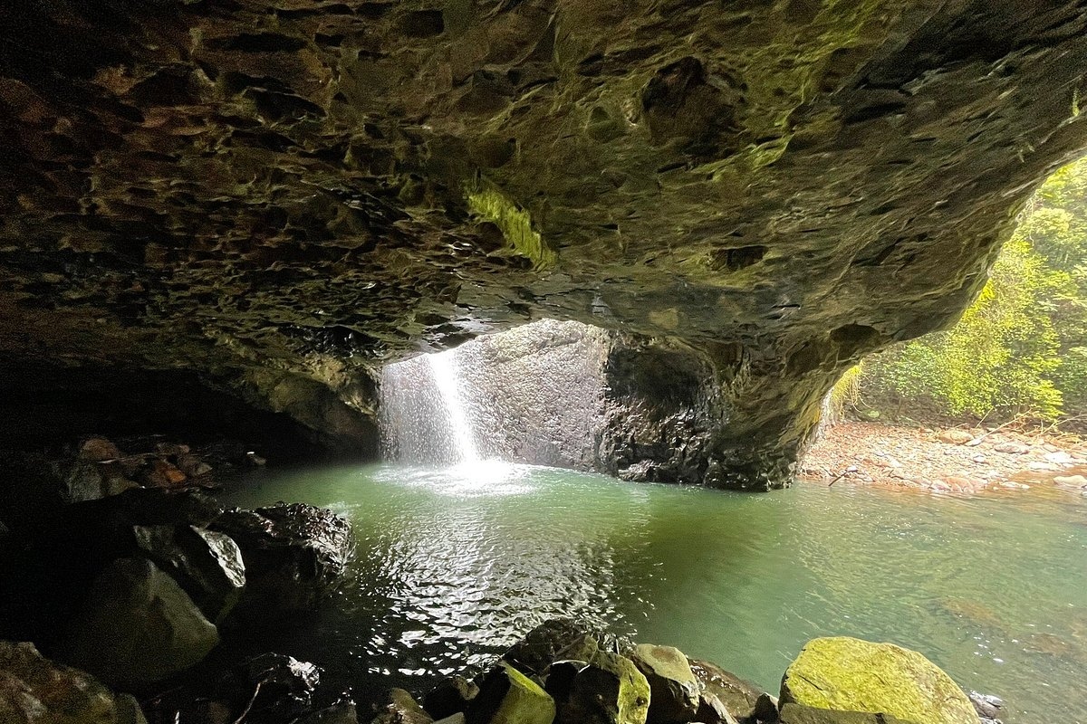 Springbrook And Tamborine Rainforest Tour from Brisbane