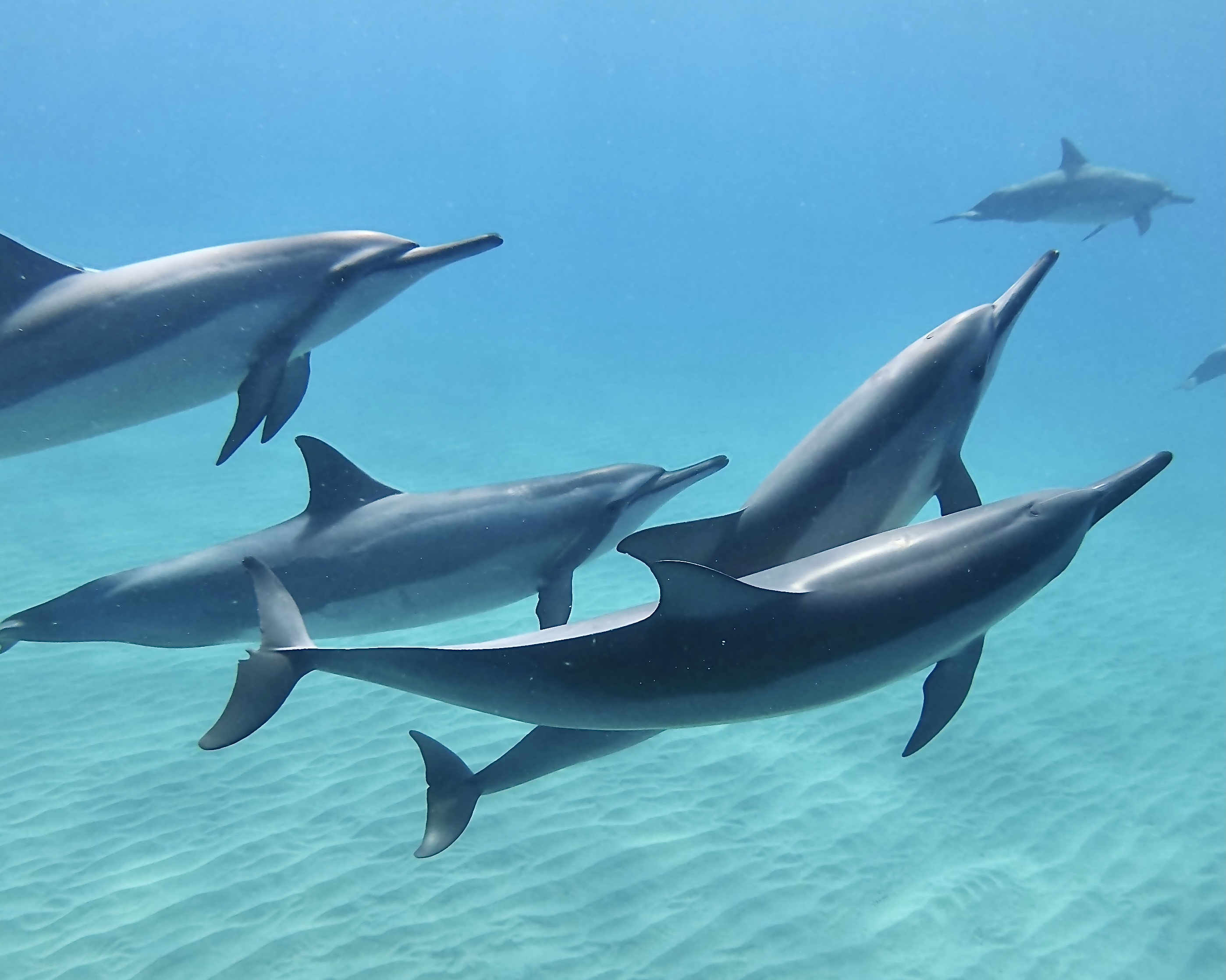 Swim with Dolphins Experience in Oahu