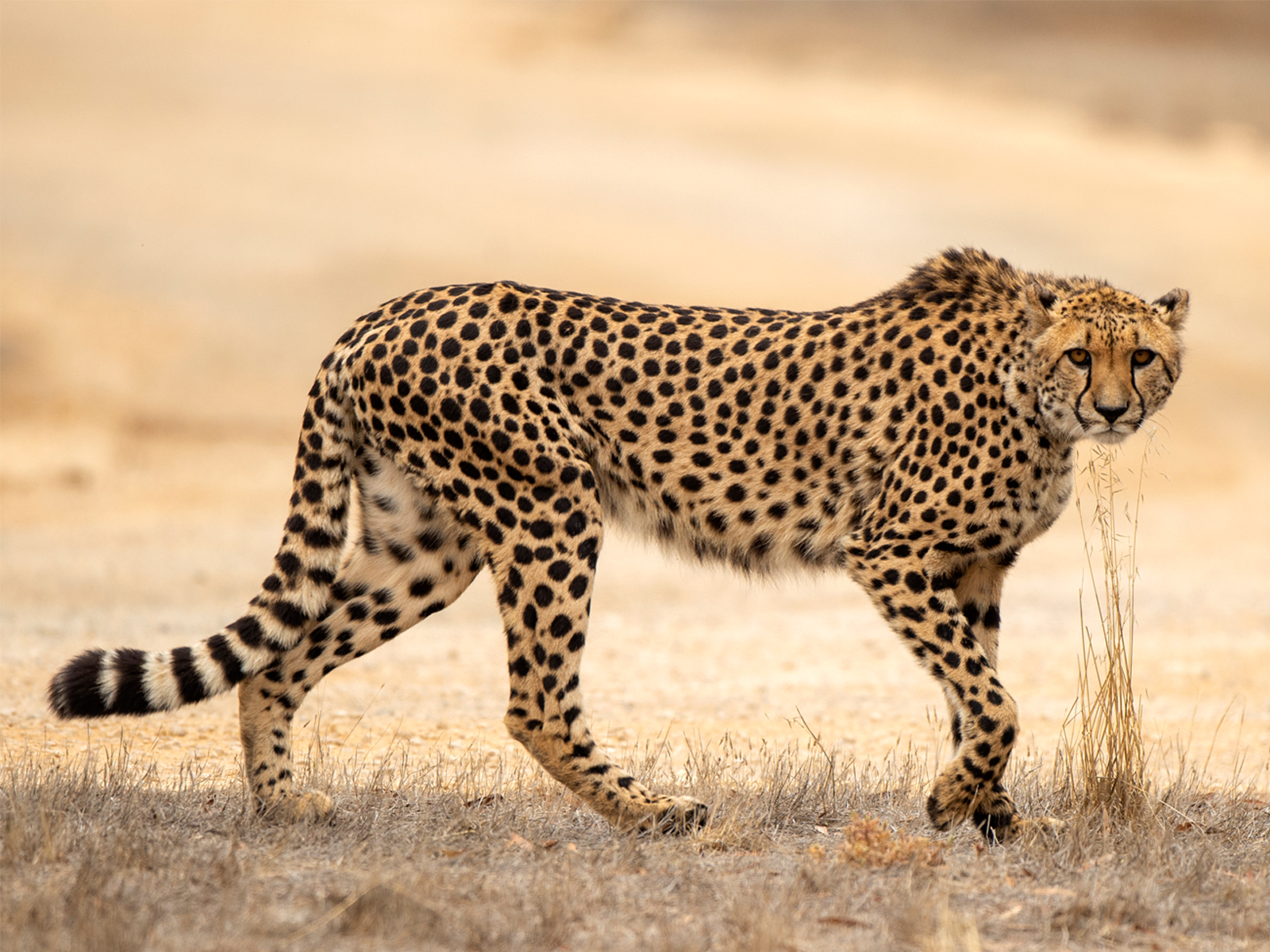 Cheetah Experience at Monarto Safari Park