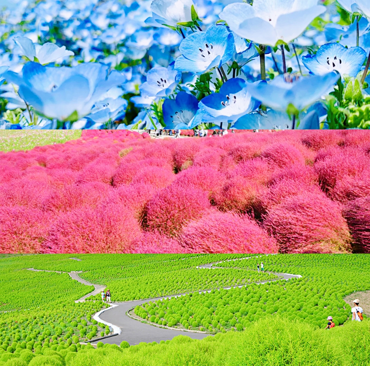 [Ibaraki Flower Sea and Food Perfect Encounter Day Tour] Oarai Isosaki Shrine, Nakaminato Seafood Market, Hitachi Seaside Park | Depart from Tokyo