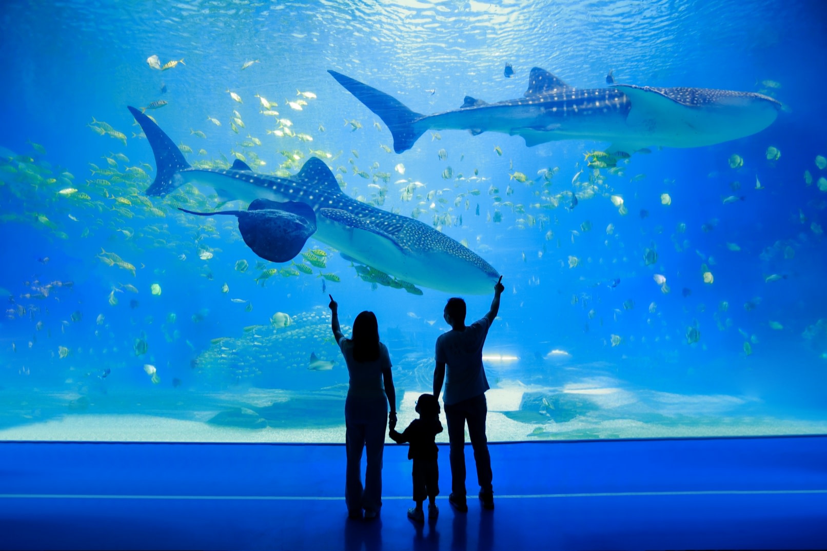 Zhuhai Chimelong 2-hour travel photography + private car transfer